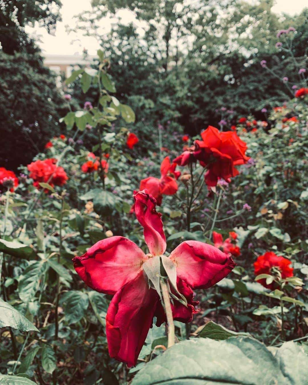 Amelia Zadroのインスタグラム：「Time for a change of scenes」