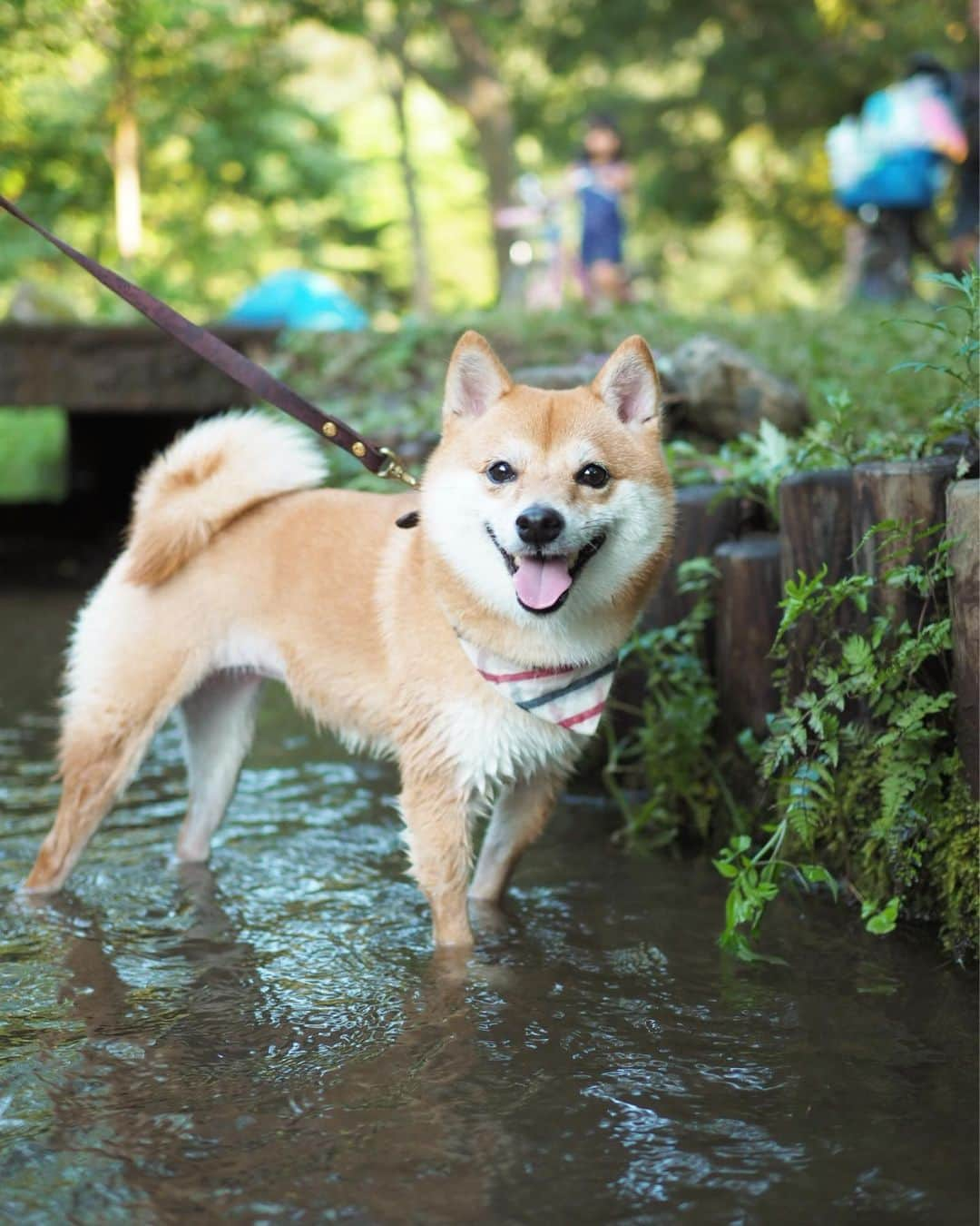 豆柴にこちゃんさんのインスタグラム写真 - (豆柴にこちゃんInstagram)「🐶 今日は夕方から、 初めて行く #野川公園 へ。 家から車で30分以内の穴場でした❣️ . 湧き水の小川が流れてて 犬も入れるのだけど、 湧き水だけあって冷たくて気持ちいい😆 にこも5枚目みたいに ピョンピョン跳ねて楽しそうだった😊 . エアー犬かきも披露。 . 公園は広くて人が少なくて 芝生がきれいでBBQもできるし 春は花見もできそう✨ . お散歩時間制限してるから 今日は早めに切り上げたけど、 暑い日でもヒンヤリ楽しめるから また来よう〜っと❣️ . 夜はまた新しい店新規開拓したので それはまた今度。 . #柴犬#豆柴#pecoいぬ部#犬#わんこ#犬#ここ柴部#shibainu#dog#mameshiba#pecotv#dog#いぬのきもち部#しばいぬ#しばけん#こいぬ#シバイヌ#いぬ#イヌ#赤柴#マメシバ#ペット#日本犬#子犬#puppy#doggo#pet#시바견#강아지#개」8月4日 20時14分 - nikochan.mame48