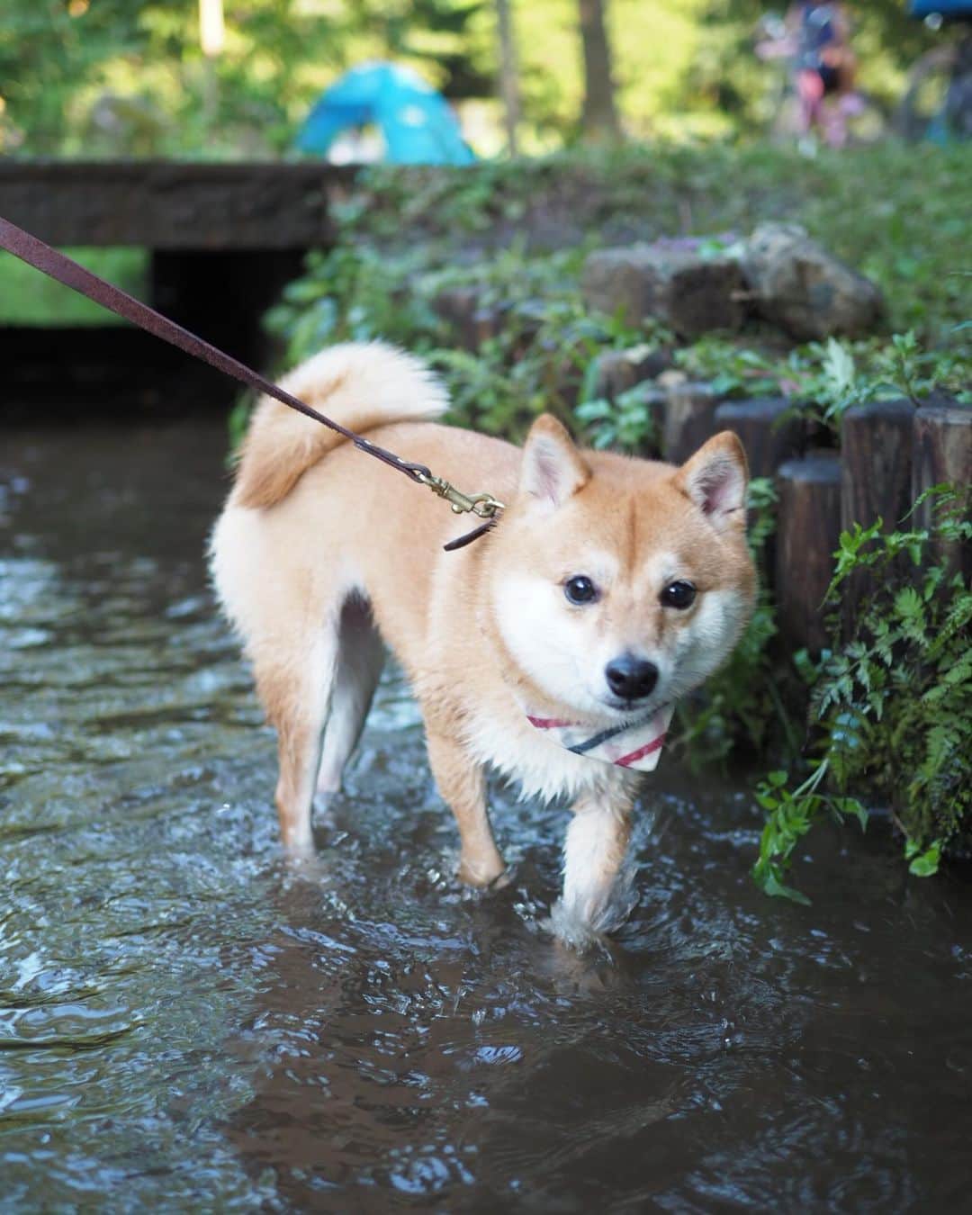 豆柴にこちゃんさんのインスタグラム写真 - (豆柴にこちゃんInstagram)「🐶 今日は夕方から、 初めて行く #野川公園 へ。 家から車で30分以内の穴場でした❣️ . 湧き水の小川が流れてて 犬も入れるのだけど、 湧き水だけあって冷たくて気持ちいい😆 にこも5枚目みたいに ピョンピョン跳ねて楽しそうだった😊 . エアー犬かきも披露。 . 公園は広くて人が少なくて 芝生がきれいでBBQもできるし 春は花見もできそう✨ . お散歩時間制限してるから 今日は早めに切り上げたけど、 暑い日でもヒンヤリ楽しめるから また来よう〜っと❣️ . 夜はまた新しい店新規開拓したので それはまた今度。 . #柴犬#豆柴#pecoいぬ部#犬#わんこ#犬#ここ柴部#shibainu#dog#mameshiba#pecotv#dog#いぬのきもち部#しばいぬ#しばけん#こいぬ#シバイヌ#いぬ#イヌ#赤柴#マメシバ#ペット#日本犬#子犬#puppy#doggo#pet#시바견#강아지#개」8月4日 20時14分 - nikochan.mame48