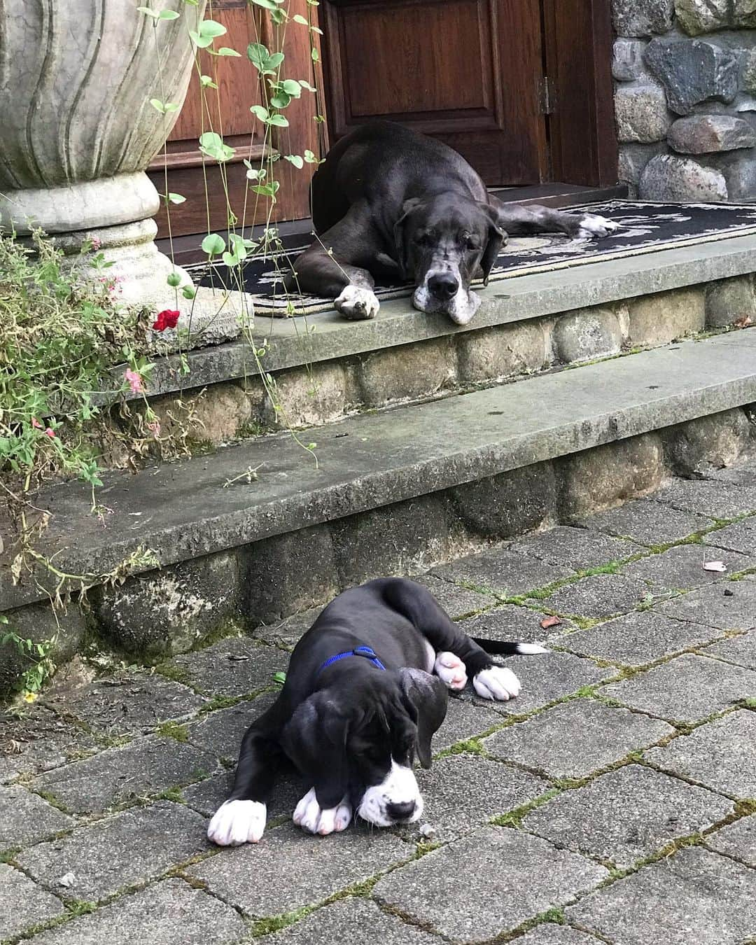 ヴァネッサ・ウィリアムスさんのインスタグラム写真 - (ヴァネッサ・ウィリアムスInstagram)「Week one almost done ✅ Gilly loves her new playmate Roscoe 🐾🐾 #greatdanesofinstagram #gentlegiantsoftennessee」8月4日 20時14分 - vanessawilliamsofficial