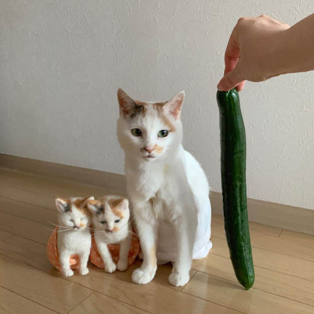 マルさんのインスタグラム写真 - (マルInstagram)「🥒マルちゃんよりも 大っきな きゅうり ₍^·͈༝·͈^ฅびっきゅり〜 . . #野菜のある生活#きゅうり#夏 #cat#猫がいて幸せ#ねこ部#みんねこ#bestmeow#cat#三毛猫#ねこと暮らす#猫#ふわもこ部#にゃんだふるらいふ#にゃんすたぐらむ#ペコねこ部#instagood #gato #pleasantcats#catloversclub#petstagram#ilovepets#happycatclub#catsofinstagram#cat_features#cute#🐱#ふわもこ部#マル三姉妹#羊毛フェルト」8月4日 20時34分 - maruruna