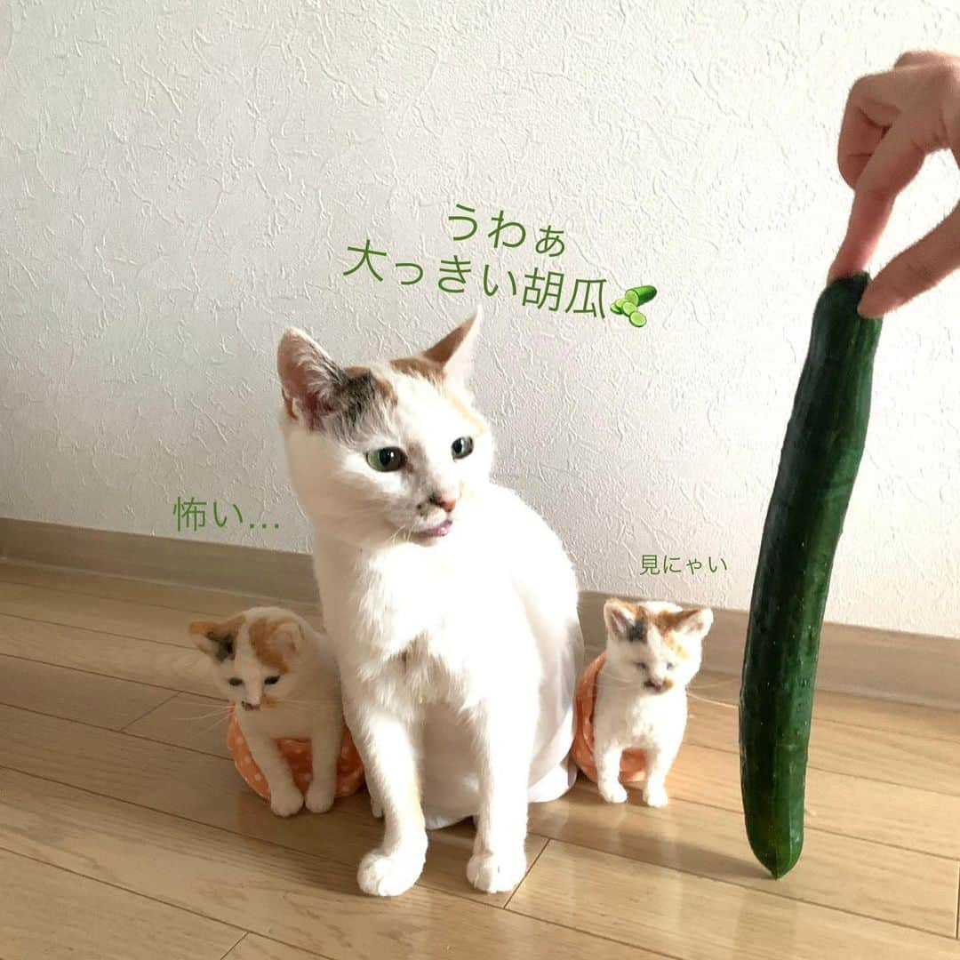 マルさんのインスタグラム写真 - (マルInstagram)「🥒マルちゃんよりも 大っきな きゅうり ₍^·͈༝·͈^ฅびっきゅり〜 . . #野菜のある生活#きゅうり#夏 #cat#猫がいて幸せ#ねこ部#みんねこ#bestmeow#cat#三毛猫#ねこと暮らす#猫#ふわもこ部#にゃんだふるらいふ#にゃんすたぐらむ#ペコねこ部#instagood #gato #pleasantcats#catloversclub#petstagram#ilovepets#happycatclub#catsofinstagram#cat_features#cute#🐱#ふわもこ部#マル三姉妹#羊毛フェルト」8月4日 20時34分 - maruruna