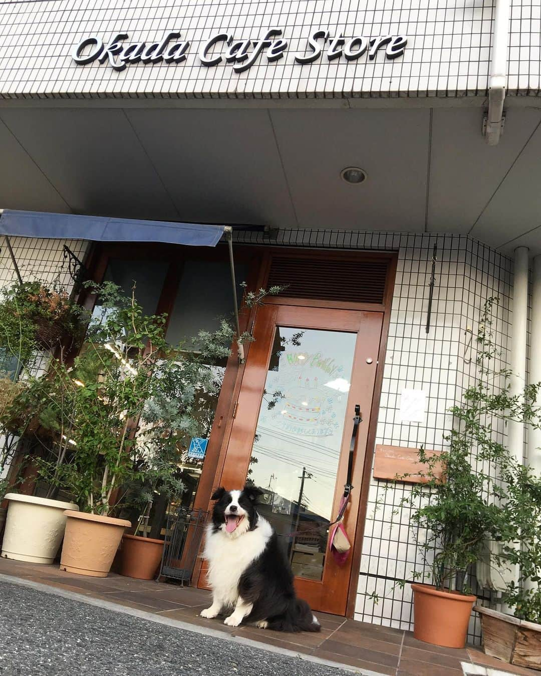 犬バカ部宣伝部長さんのインスタグラム写真 - (犬バカ部宣伝部長Instagram)「オカダカフェさんでロールケーキを買いました🐼💕﻿ あ。食べた後なので、写真はありません🤣オカダカフェさんのインスタで確認してね🤣﻿ 生クリームがあっさりしてていくらでも食べれる㊗️﻿ ﻿ 岡田さんに撫で撫でしてもらって大満足のそらちん🐼💕﻿ ﻿ #犬バカ部﻿ #bordercollie﻿ #ボーダーコリー ﻿ #オカダカフェ」8月4日 20時35分 - umetaturou