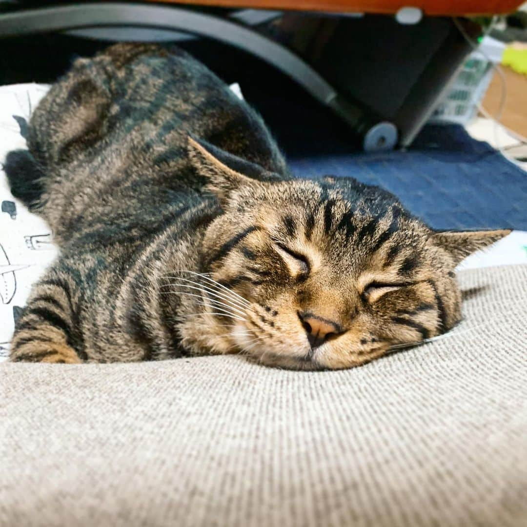 Musashiさんのインスタグラム写真 - (MusashiInstagram)「夜ムサシ。おやすみなさい。Good night... #musashi #mck #cat #キジトラ #ムサシさん #musashi_the_cat #ねこすたぐらむ」8月5日 2時05分 - _daisy