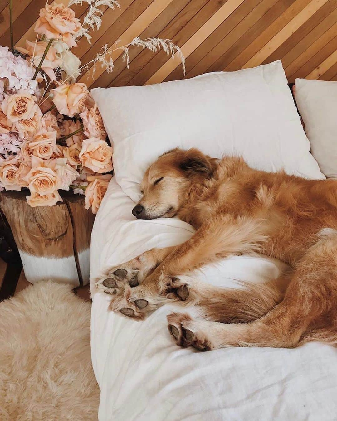 Anthropologieさんのインスタグラム写真 - (AnthropologieInstagram)「Walk? No. Snooze? Yes 🐾 Photo via @brittanyshmyr (link in profile to shop)」8月4日 21時01分 - anthropologie