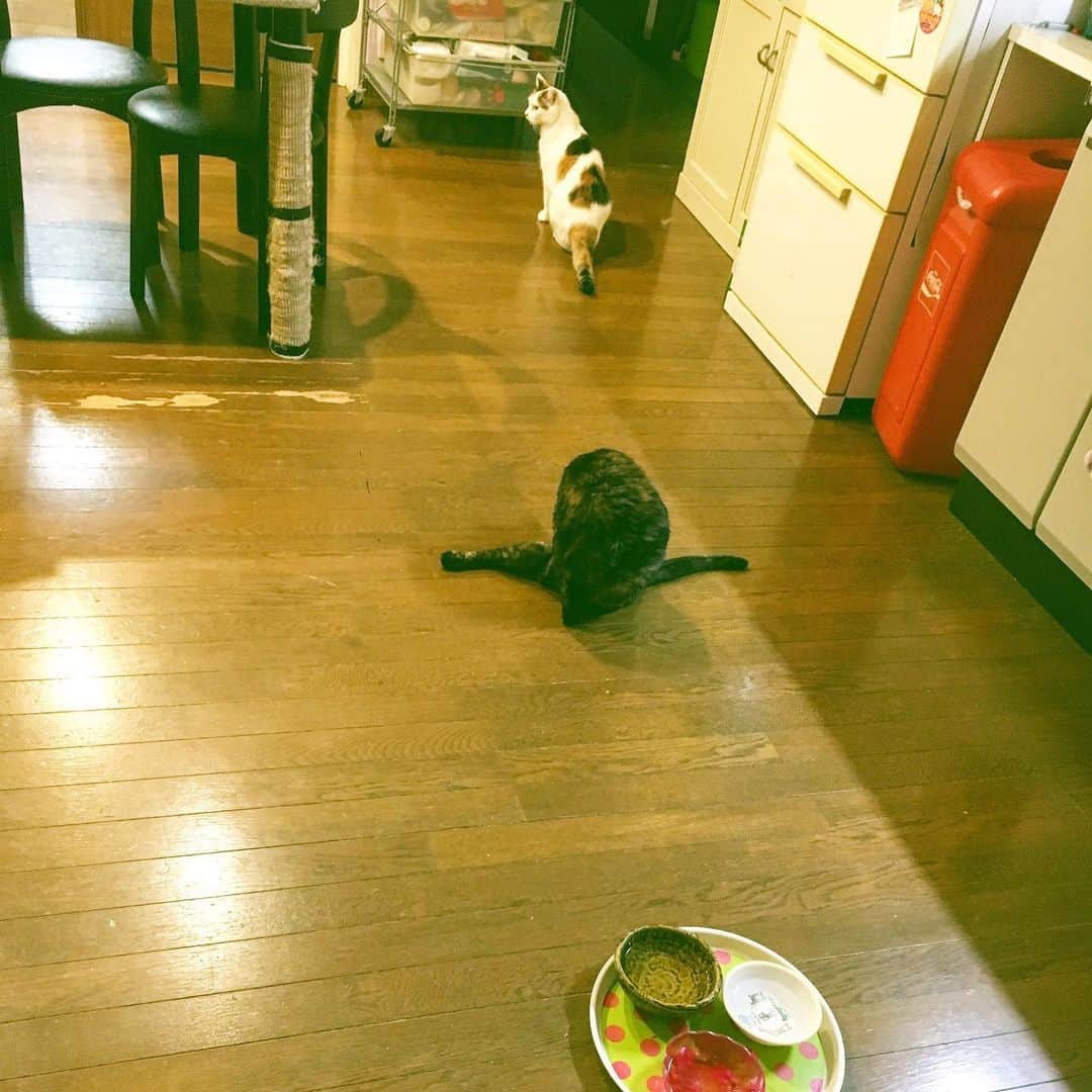 Kachimo Yoshimatsuさんのインスタグラム写真 - (Kachimo YoshimatsuInstagram)「ひじきの不思議な形態。 #uchinonekora #hijiki #neko #cat #catstagram #kachimo #猫 #ねこ #うちの猫ら http://kachimo.exblog.jp」8月4日 21時59分 - kachimo