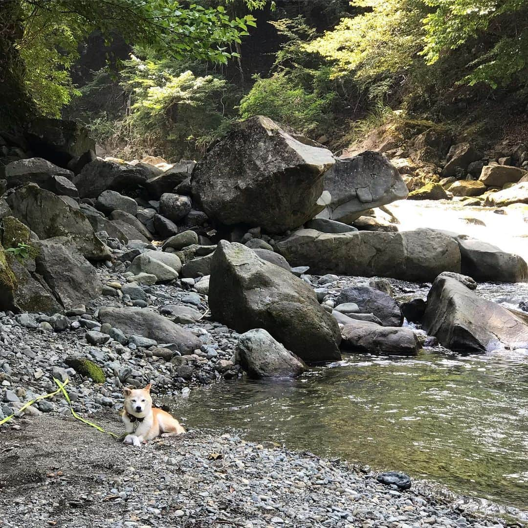 柴犬リリコさんのインスタグラム写真 - (柴犬リリコInstagram)「先代のメリーさんがパピーの頃からお世話になっている宮ヶ瀬の長者屋敷キャンプ場🏕 今年のフジロックでは川遊びできなかったので、リベンジ川遊び！ シニアになっていろいろ気にならなくなったのか、地べたに寝ているリリコさん😳🙄🤔 #清川村 #宮ヶ瀬 #ワンコOK #長者屋敷キャンプ場 #こどもフジロック」8月4日 22時15分 - ke_rock_