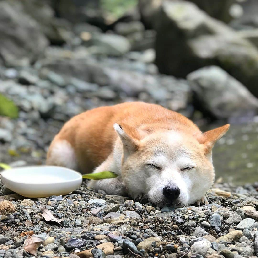 柴犬リリコのインスタグラム