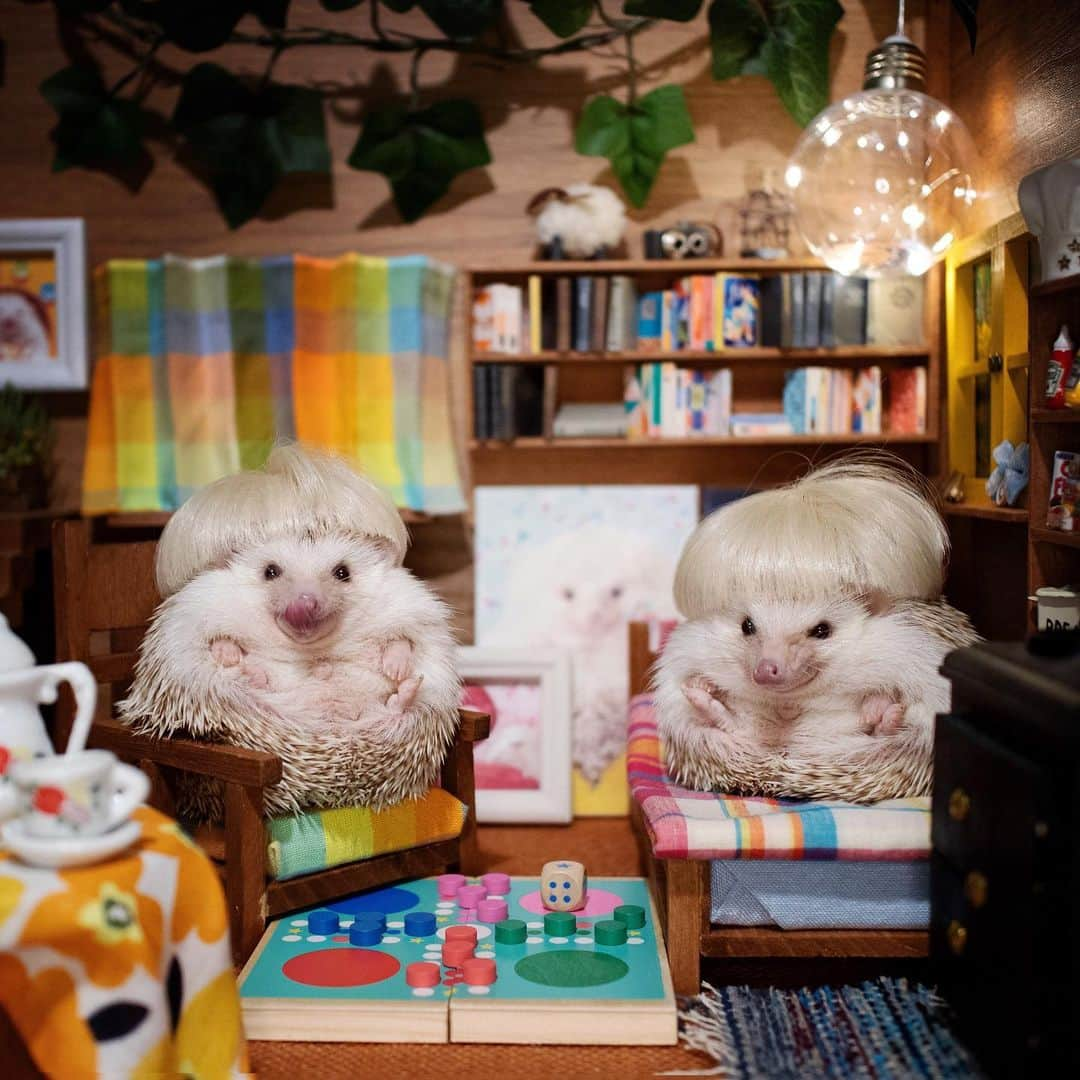 ダーシーさんのインスタグラム写真 - (ダーシーInstagram)「We like to stay up late, every night🦔🦔🎲✨ #photoshopped ・ ・ ・ 夜更かしツインズ🦔🦔🎲✨ 勝ってそうな顔と負けてそうな顔してるけど、ゲームのルールはわかっていないようです🤔🤣」8月4日 22時24分 - darcytheflyinghedgehog