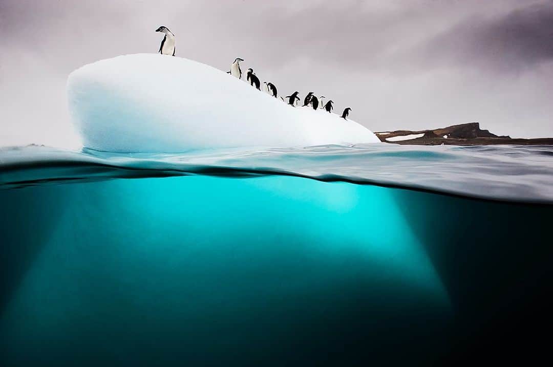 National Geographic Creativeさんのインスタグラム写真 - (National Geographic CreativeInstagram)「Photo by @daviddoubilet | Chinstrap and gentoo penguins on a small piece of ice float off Danco Island in the Antarctic Peninsula. This image is available as a limited edition fine art print at any of the National Geographic Fine Art Galleries. Visit @natgeofineart to learn more. #Antarctica #Penguin #FineArt」8月4日 22時25分 - natgeointhefield