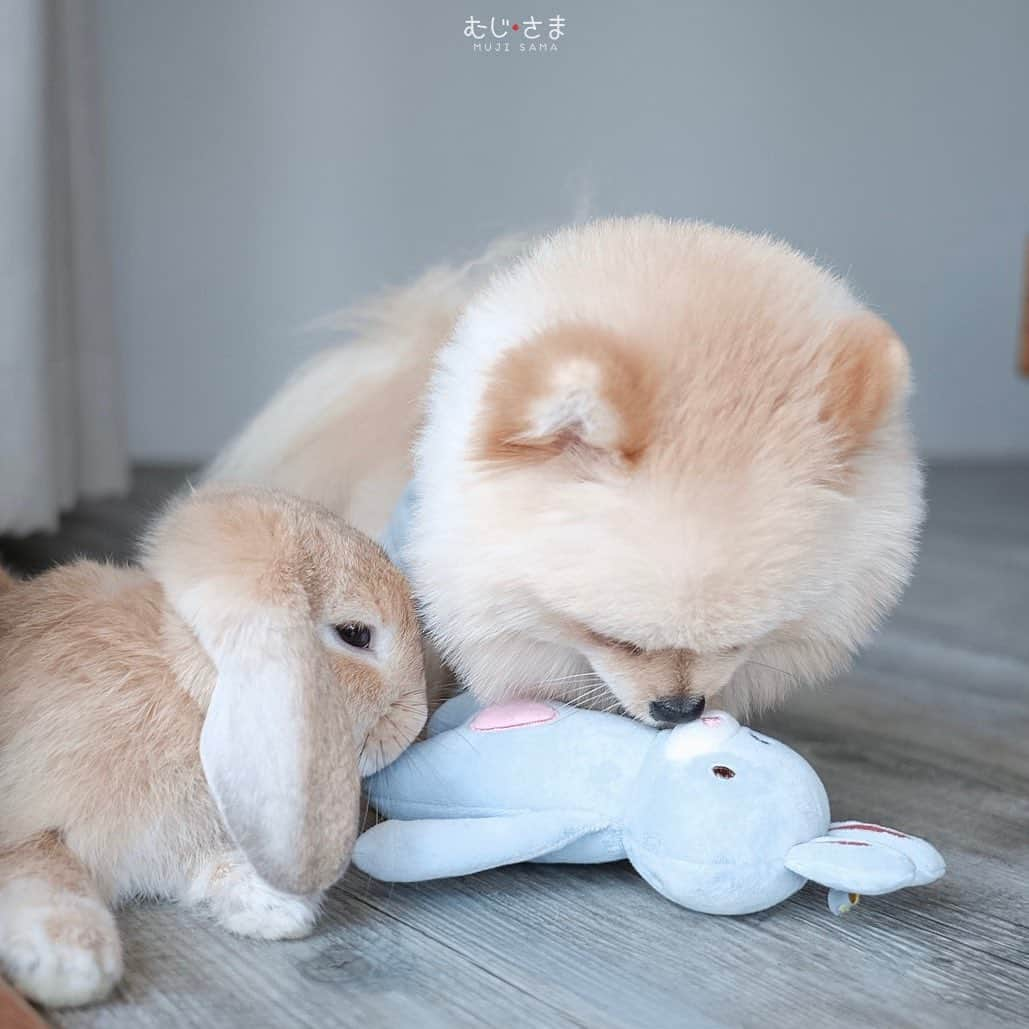 むじさまさんのインスタグラム写真 - (むじさまInstagram)「smell so gooood😗 #inmemoryofmiku #mujisama」8月4日 22時40分 - mujisama