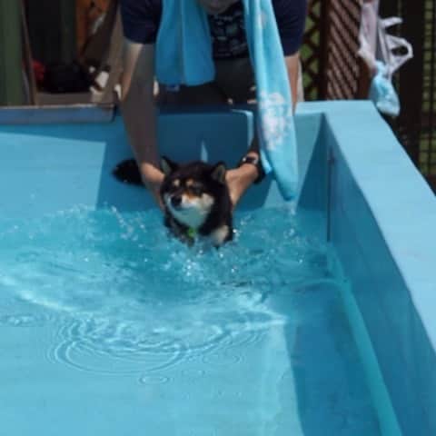 黒豆柴こむぎのグルメインスタ