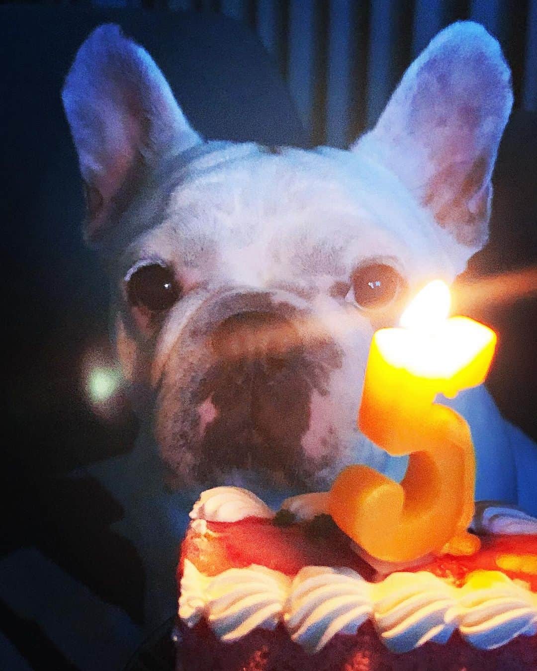 のインスタグラム：「5歳になりました🎂 #ロールケーキ食べちゃったよね #イチゴ味だよ #ちっとだけだけどね #すぐぶつぶつ出来るから #敏感肌だからさ #今は鹿の角に夢中 #明日からは又おやつ無し #おやつ代わりに #ママの嫌いな人参 #キュウリ大根だな #frenchbulldog  #frenchbulldogs  #french_bulldogs  #frenchie  #buhi  #ハニーパイド #フレブル  #グース #グーちゃん」