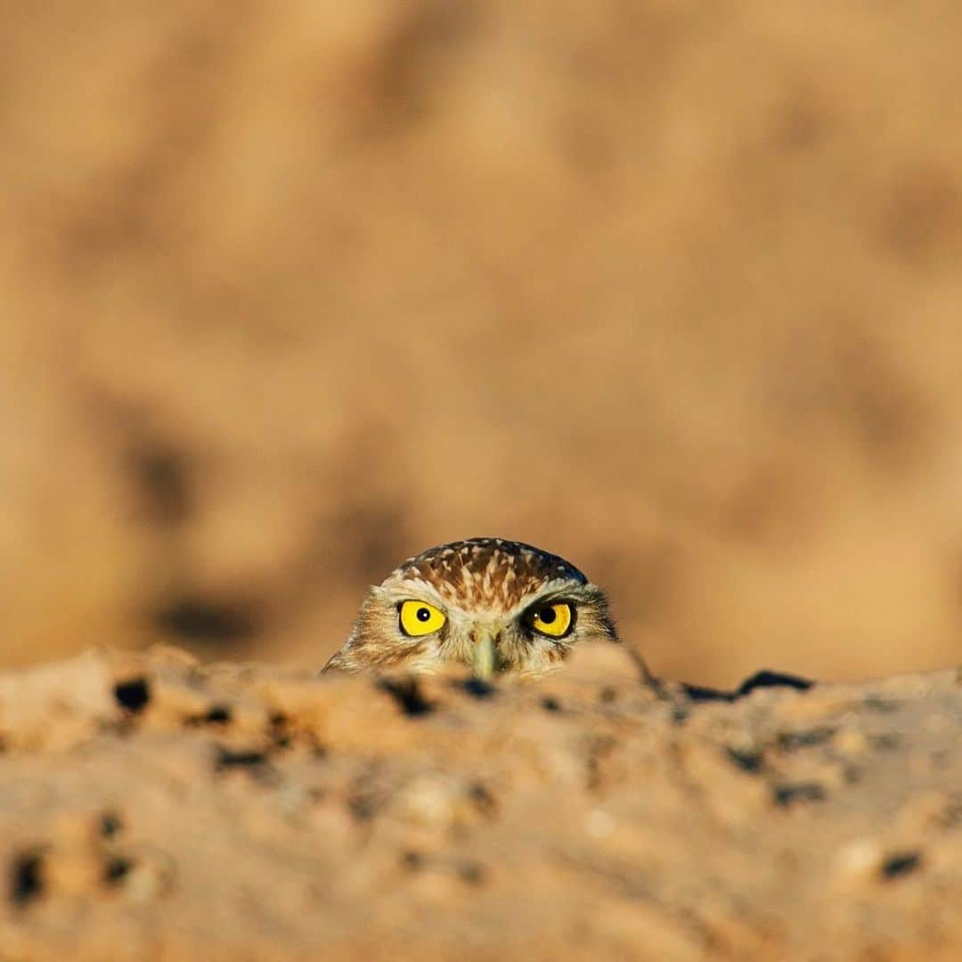 アメリカ内務省さんのインスタグラム写真 - (アメリカ内務省Instagram)「Today is International Owl Awareness Day, a day that’s important because owls are excellent at disguise — making awareness of them somewhat challenging. Fierce hunters, owls fly silently and have excellent hearing and eyesight. There are 19 species of owls found in North America and plenty of opportunities to spot these birds on public lands or in your backyard.  Burrowing #owl awareness facts (featured above): - #Burrowingowls hiss when frightened to mimic a snake - They will sometimes decorate their burrows with dung to  attract their favorite food, dung beetles - Sometimes they dig their own burrows and sometimes  they’ll use the burrows dug by other animals like tortoises or prairie dogs.  Whoo has seen an owl on a national park, national wildlife refuge or other public lands? We want to know!  Photo of a burrowing owl at Sonny Bono Salton Sea #NationalWildlifeRefuge in California by Sarah Chan (www.sharetheexperience.org). #usinterior #internationalowlawarenessday」8月4日 23時43分 - usinterior