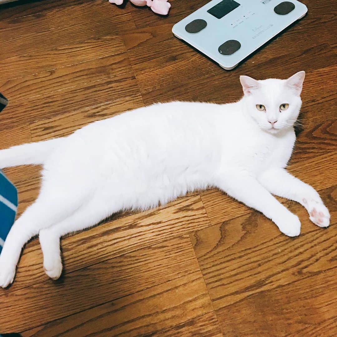 金巻ともこさんのインスタグラム写真 - (金巻ともこInstagram)「夏の猫はよく伸びる #kurohakuchai #cat #猫 #白猫 #whitecat」8月4日 23時53分 - tomotomoco