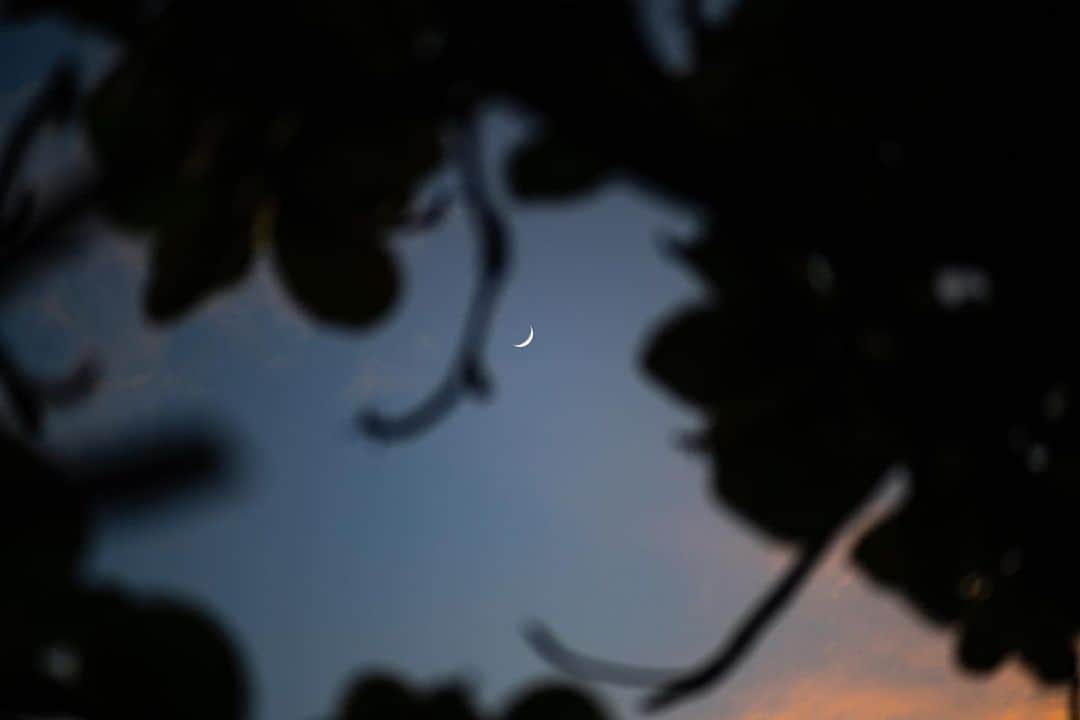 篠宮龍三のインスタグラム：「moon in the wood  #moon #wood #sky #tree  #sony #a7r3  #zeiss  #contax #contaxg90」