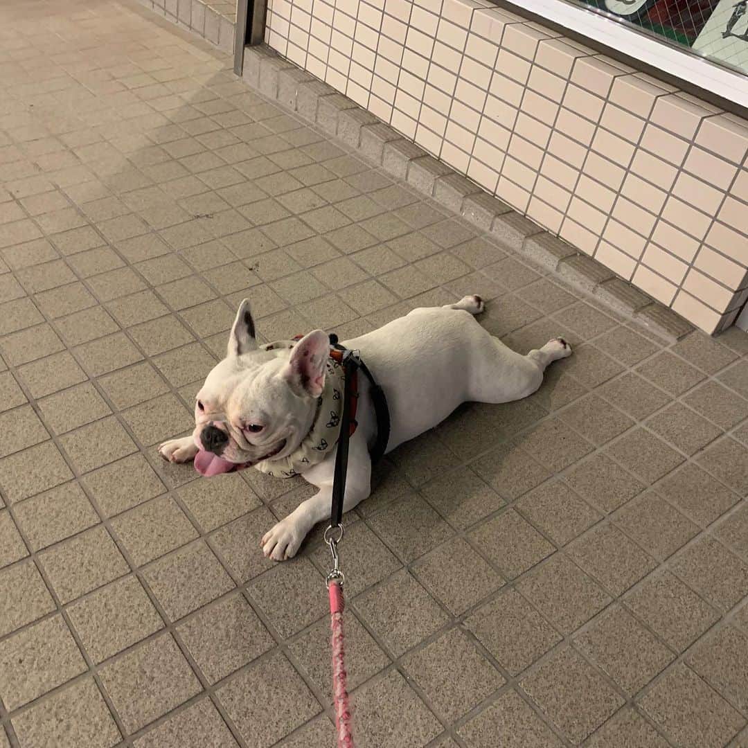 なべやかんさんのインスタグラム写真 - (なべやかんInstagram)「夜のお散歩、ショートコースにしようとしたらマイリーに拒否られた。 ロングコースにしたら、一番遠い所でバテてギブアップのマイリー。 マイリー、ワガママ禁止ですよ。  #buhi #ブヒ #ぶひ #フレンチブルドッグ #フレンチブルドック #フレブル #フレンチブル #鼻ぺちゃ #はなぺちゃ #frenchbulldog #frenchbulldoglove #buhistagram #フレブルクリーム #なべやかん」8月4日 23時55分 - yakan_nabe