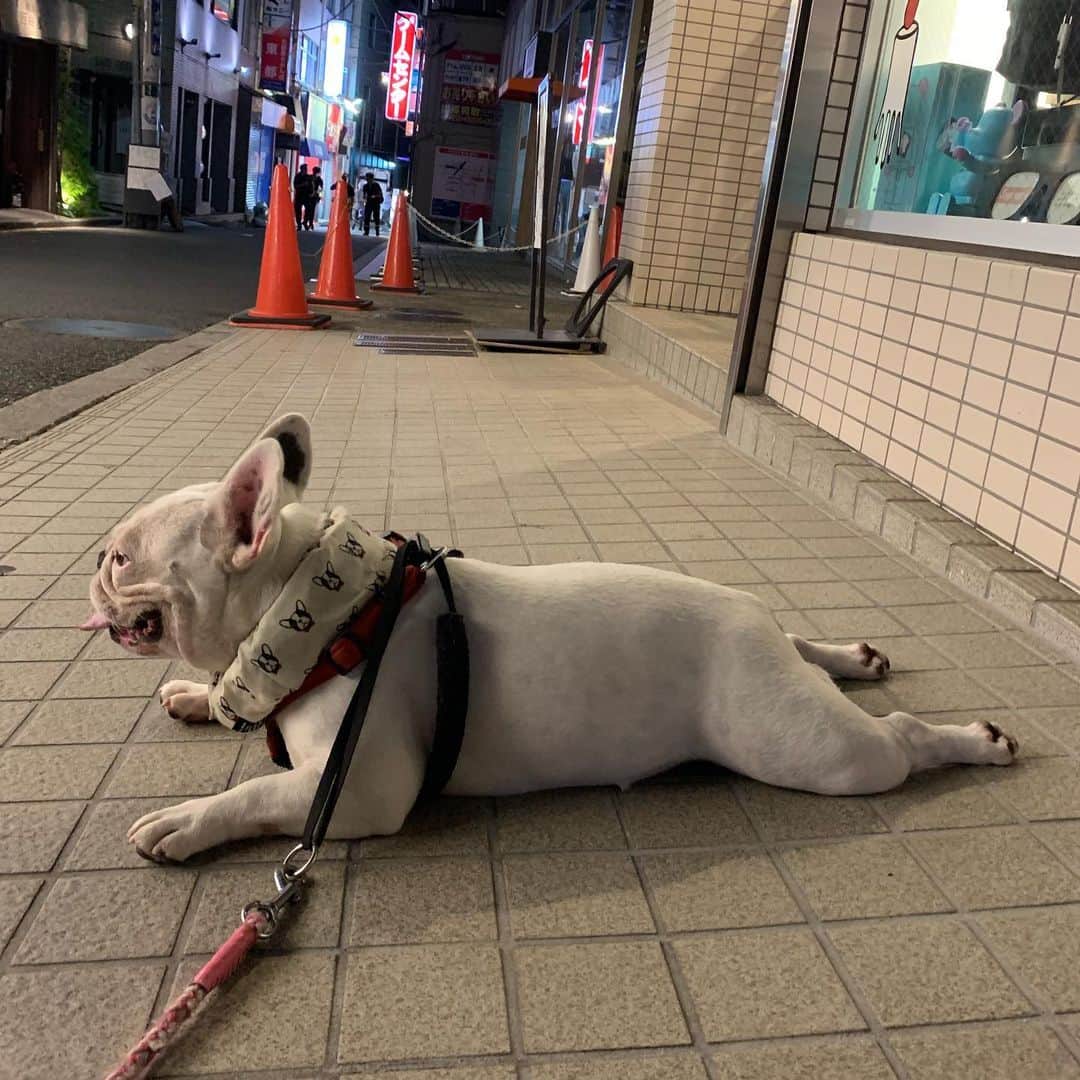 なべやかんさんのインスタグラム写真 - (なべやかんInstagram)「夜のお散歩、ショートコースにしようとしたらマイリーに拒否られた。 ロングコースにしたら、一番遠い所でバテてギブアップのマイリー。 マイリー、ワガママ禁止ですよ。  #buhi #ブヒ #ぶひ #フレンチブルドッグ #フレンチブルドック #フレブル #フレンチブル #鼻ぺちゃ #はなぺちゃ #frenchbulldog #frenchbulldoglove #buhistagram #フレブルクリーム #なべやかん」8月4日 23時55分 - yakan_nabe
