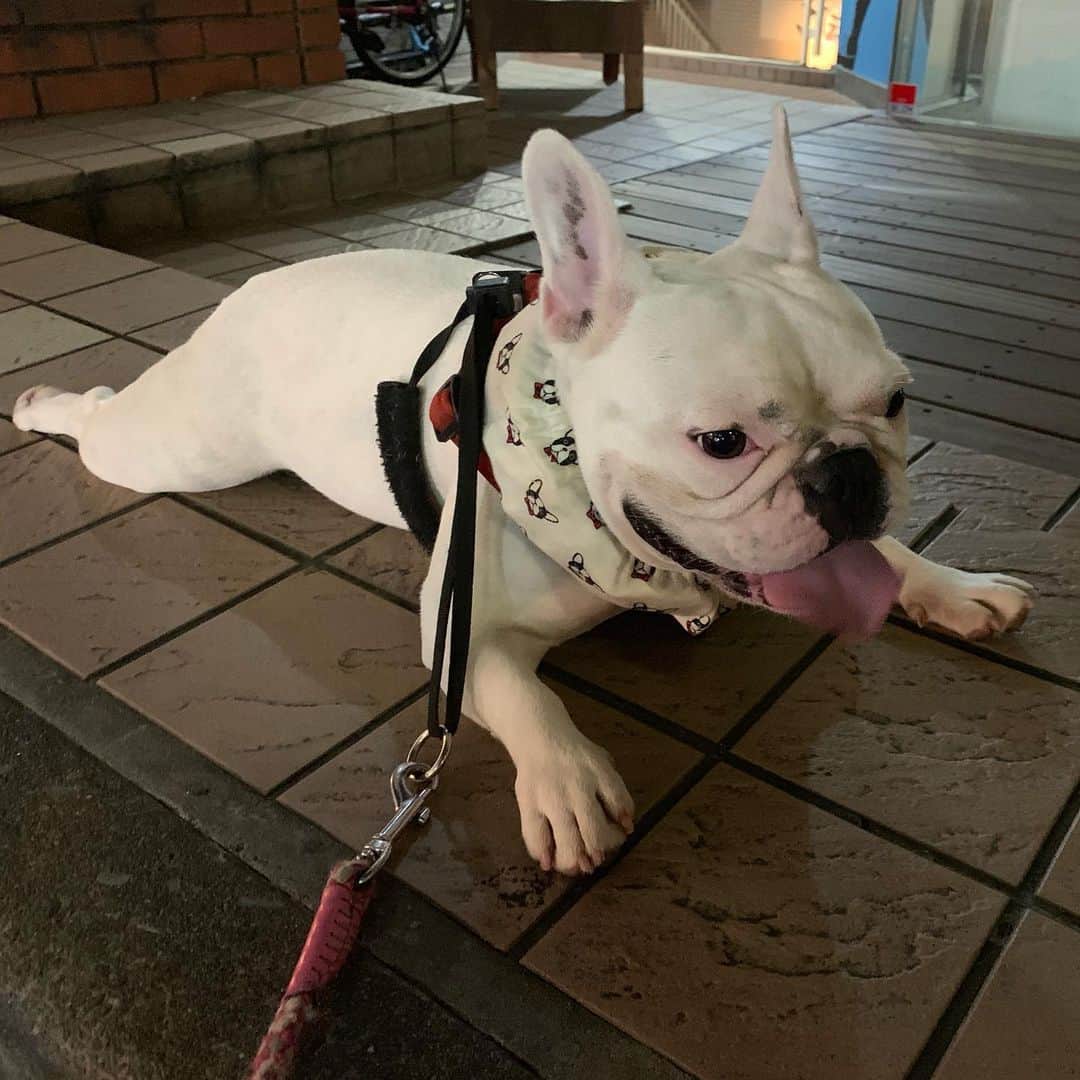 なべやかんさんのインスタグラム写真 - (なべやかんInstagram)「夜のお散歩、ショートコースにしようとしたらマイリーに拒否られた。 ロングコースにしたら、一番遠い所でバテてギブアップのマイリー。 マイリー、ワガママ禁止ですよ。  #buhi #ブヒ #ぶひ #フレンチブルドッグ #フレンチブルドック #フレブル #フレンチブル #鼻ぺちゃ #はなぺちゃ #frenchbulldog #frenchbulldoglove #buhistagram #フレブルクリーム #なべやかん」8月4日 23時55分 - yakan_nabe