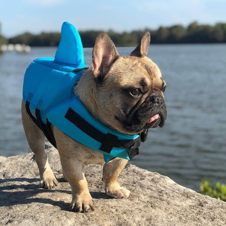 French Bulldogさんのインスタグラム写真 - (French BulldogInstagram)「If there are plenty of fish in the sea, why am I always hungry? 🦈💭 @henny.frenchie rocking Shark Dog Safety Life Jacket by @frenchie.world LINK IN OUR BIO 🔝🔝🔝 . . . . .⠀ ⠀ ⠀ #frenchbulldogsofinstagram#thefrenchiefollowing #mycutestfrenchie #puppiesarelovee#frenchiefever #ig_bullys #frenchie_corner #frenchbulldogx#tot #itsybitsyfrenchies #frenchiesanonymous #batpig#frenchiepetsupply #frenchiesofig #bulldog_corner#frenchiethebulldogg #loveabully #thefrenchiepost#dogsareawesomeee #ig_frenchies #frenchiephotos#frenchielove_feature #frenchiedaily #ilovemypets#frenchiemoments #frenchiesofpetsagram #frenchie#frenchies1 #frenchbulldog_feature #babyshark」8月5日 0時04分 - frenchie.world