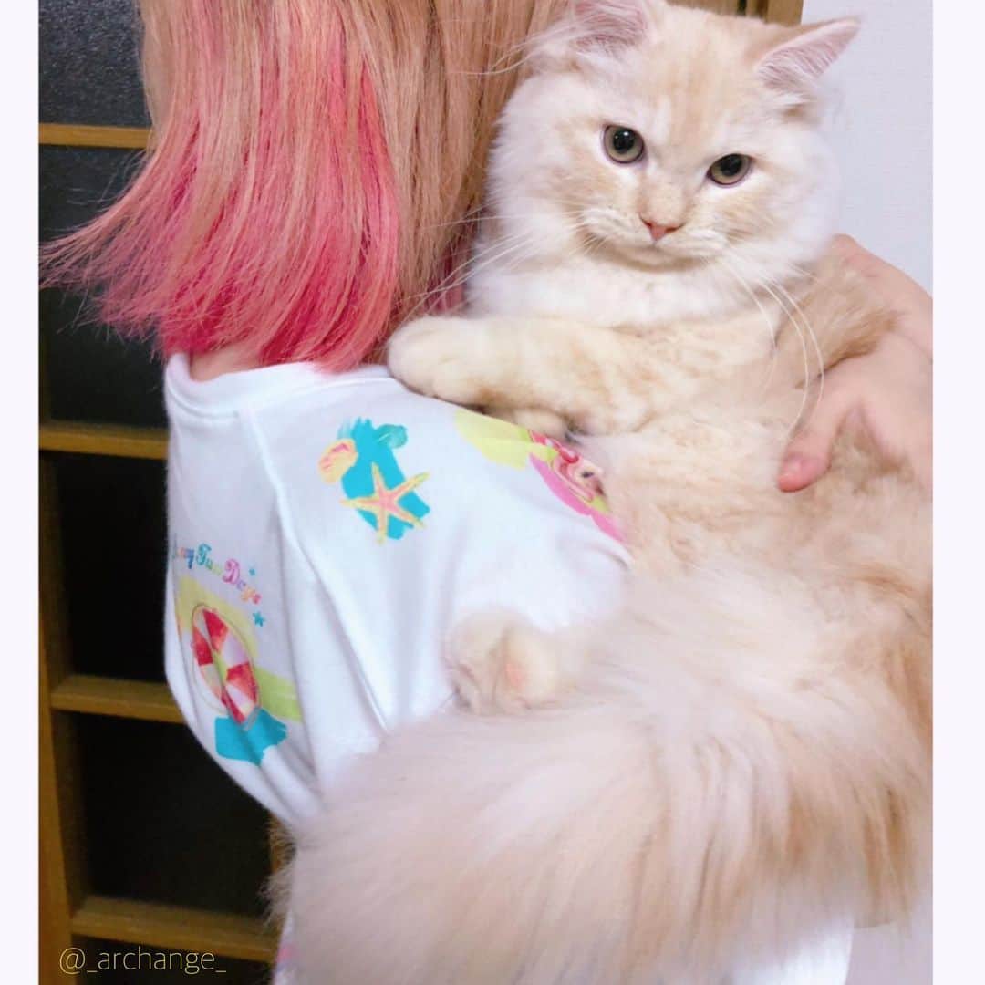 じゅらさんのインスタグラム写真 - (じゅらInstagram)「✩ Hug Rua💓💓💓💓 ふわっふわ、ほぼ毛🐾もうふわふわふわふわすぎて😭🐾💕💕💕ずっと抱っこしてもふもふしていたい🦄😍るあ、すごい指舐めてきます🤣💖 fluffy very fluffy🥺🥺I want to hold you forever😚➿💗 ・ YouTube▶️_archange_jura_ Twitter▶️ @jura_archange_ ・ #cats_of_instagram#instagood#catloversclub#petstagram#cutecatclub#ScottishFold#britishshorthair#Siberian#catstagram#catoftheday#catsofinstagram#catsofworld#a_world_of_cats#instacats#cuteanimals#topcatphoto#instacat_meows#고양이#lioncat#lion#サイベリアン#adorable#disney#lioncat#猫#旅猫#babycat#baby#子猫#fluffy#cottoncandy」8月5日 0時07分 - _archange_