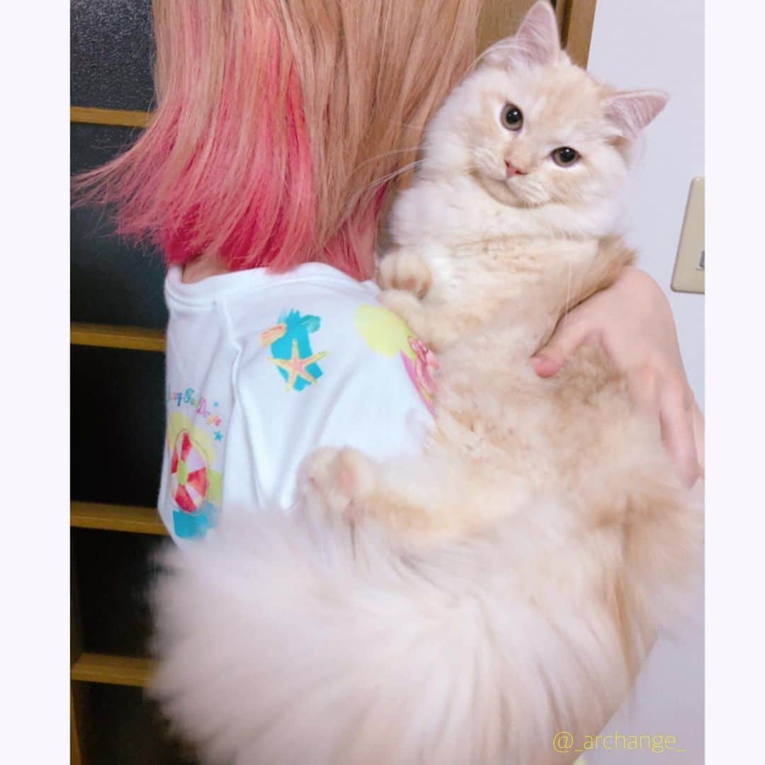 じゅらさんのインスタグラム写真 - (じゅらInstagram)「✩ Hug Rua💓💓💓💓 ふわっふわ、ほぼ毛🐾もうふわふわふわふわすぎて😭🐾💕💕💕ずっと抱っこしてもふもふしていたい🦄😍るあ、すごい指舐めてきます🤣💖 fluffy very fluffy🥺🥺I want to hold you forever😚➿💗 ・ YouTube▶️_archange_jura_ Twitter▶️ @jura_archange_ ・ #cats_of_instagram#instagood#catloversclub#petstagram#cutecatclub#ScottishFold#britishshorthair#Siberian#catstagram#catoftheday#catsofinstagram#catsofworld#a_world_of_cats#instacats#cuteanimals#topcatphoto#instacat_meows#고양이#lioncat#lion#サイベリアン#adorable#disney#lioncat#猫#旅猫#babycat#baby#子猫#fluffy#cottoncandy」8月5日 0時07分 - _archange_