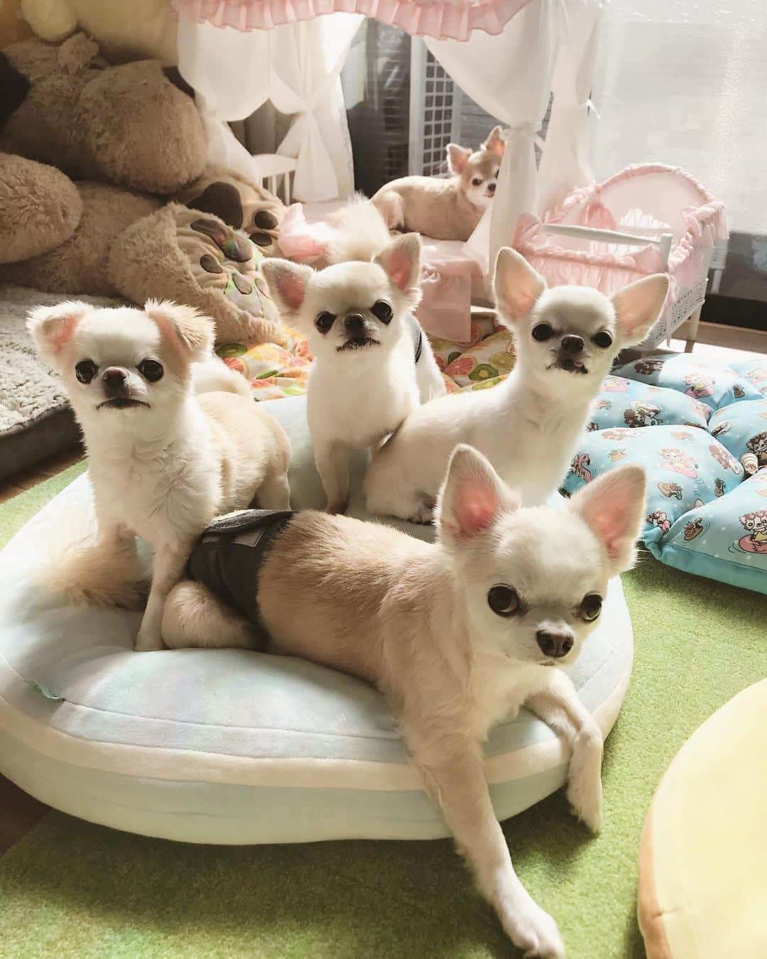 ∞maki∞??????さんのインスタグラム写真 - (∞maki∞??????Instagram)「2019.8.5 デコ♡フワ♡ピノ♡サラ♡オミ♡ ・ ・ おはようございます☀ ・ 今日も暑いね〜🥵😵💦 ・ ・ ・ お家プールしたいけど 暑過ぎて水ためると温泉状態♨️🥵🔥 ・ ・ #dog#Chihuahua#Chihuahualove#Chihuahualife#instaChihuahua#IGersJP#all_dog_japan#happy#cute#love#犬#愛犬#イヌスタグラム#ちわすたぐらむ#チワワ#ロングコートチワワ#多頭飼い#可愛い#癒し#幸せ#おはよう#Goodmorning」8月5日 11時20分 - maki_dfpso