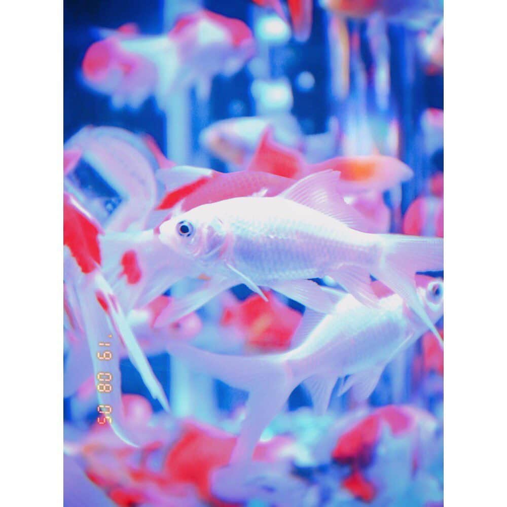 のインスタグラム：「🐟 #アートアクアリウム ☺️🌈🐟🌼 金魚たくさんいた😛🌷 この間いしちゃんと行った⭐️」