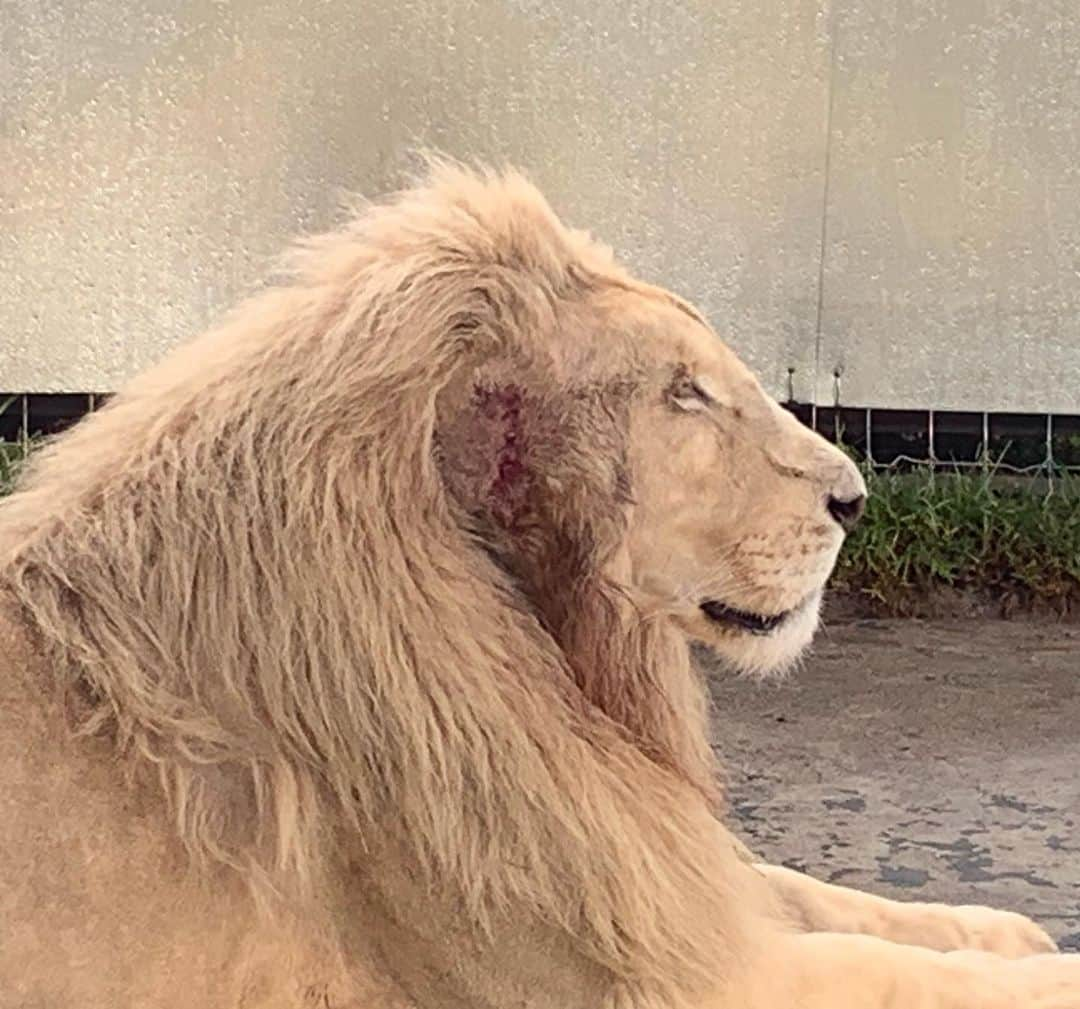 Black Jaguar-White Tiger さんのインスタグラム写真 - (Black Jaguar-White Tiger Instagram)「King Ali’s ear this morning, 24 hours after stitching it. Mario says that it looked better than yesterday. We placed some Aluminum panels all around his patio (You can see one on the background) to prevent him from scratching against the fence and breaking the stitches again. I wisg that we could put a collar around Ali’s neck. If he doesn’t scratch, he’ll be perfect in 10 days. Let’s Think Blue :) #ThinkBlue #KingAliBJWT #SaveLions #ThinkBlue @drmariomacias」8月5日 10時33分 - blackjaguarwhitetiger