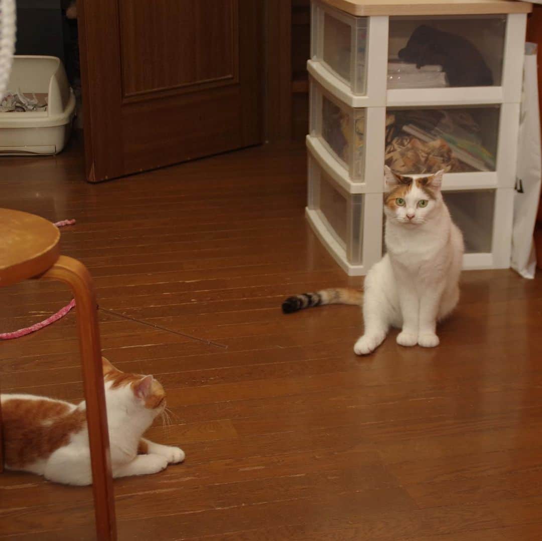 Kachimo Yoshimatsuさんのインスタグラム写真 - (Kachimo YoshimatsuInstagram)「おいなりちゃんとミケ子 Oinari-chan & Mikeko #uchinonekora #oinari #mikeko  #neko #cat #catstagram #kachimo #猫 #ねこ #うちの猫ら http://kachimo.exblog.jp」8月5日 2時44分 - kachimo