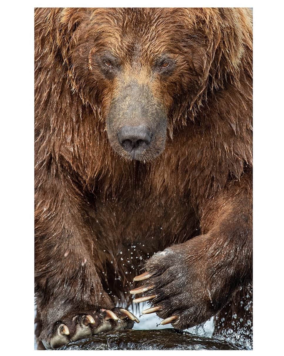thephotosocietyさんのインスタグラム写真 - (thephotosocietyInstagram)「Photograph by @andyparkinsonphoto/@thephotosociety  Kamchatka male bear – I arrived back last night from another sensational trip to the Kamchatka peninsula in the Far East of Russia. It remains the most spectacular place that I have ever travelled to and the photographic opportunities there, to me at least, are unrivalled. Nevertheless it always amazes me just how different it can be at the same place over different years and how ones work can shift seismically in what I’m able to produce. This year for me it was about close ups and bear cubs. As I’m still downloading I haven’t yet gotten around to all of the bear cub images that I captured but rest assured, they will be appearing soon! For now however let me introduce Scarface, undoubtedly the biggest bear that we encountered on our trip, a massive male in the prime of his life, an occupier of the best fishing spots and a bear that, when he make direct eye contact with you, leaves an indelible impression. Massive thanks for this image go first to my good mate @mark_cale for the loan of his mighty @nikoneurope 800mm F5.6 lens, a sensational prime lens that enabled me to produce this dynamic close up. Thanks also to @nikoneurope for a loan of the Nikon D5, one of a number of pieces of equipment that they were kind enough to loan me for this trip. At this particular location there were a number of rocks in the river that could, when included in an image, cause unnecessary clutter and so, using a massive focal length combined with an appropriate amount of depth of field (F11) I was able to exclude all extraneous distractions and focus the images attention on this magnificent apex predator. I’ll be releasing the dates and prices for next years’ Kamchatka tour shortly and as I’m expecting the trip to sell out quickly, given the amount of interest so far already, I’d be quick about expressing your interest in this sensational trip. You can email me at tours@andrewparkinson.com to get more details. The response from my group this year was emphatic with all shooting more images on this trip than they had on any previous trip, a testament indeed to the magic and majesty of Kamchatka. Nikon D5, Nikon 800mm F5.6 lens,」8月5日 2時49分 - thephotosociety