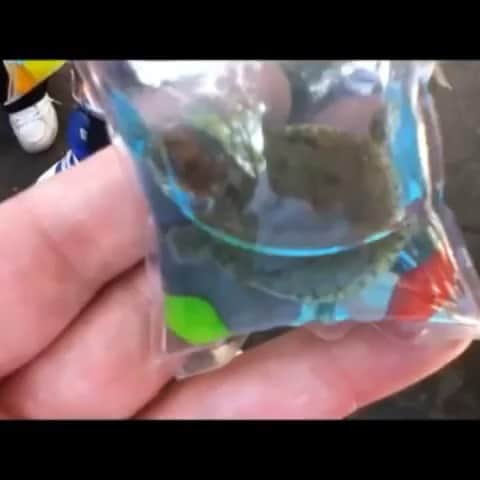 のインスタグラム：「Repost from @savethereef For the past decade, people in China have been keeping live fish, turtles and other amphibians as souvenirs on their keychains. These plastic bag charms are sold for $1-2 each and there’s just enough oxygen and nutrients in the bag to allow the animal to survive for a short time and then when the animals die a few days later, these charms are then simply thrown away in the trash. What’s sad is that  China actually does have a Wild Animal Protection Law, But these animals are not wild and thus fall outside the scope of the law. We think this practice is disgusting and extremely unfair to these poor animals, but let’s see what you think...please leave a comment below, share this post with your followers and tag people who need to see it so we can begin working together to end this blatant animal abuse once and for all! #endanimalcruelty #savetheturtles #karmagawa #savethereef」