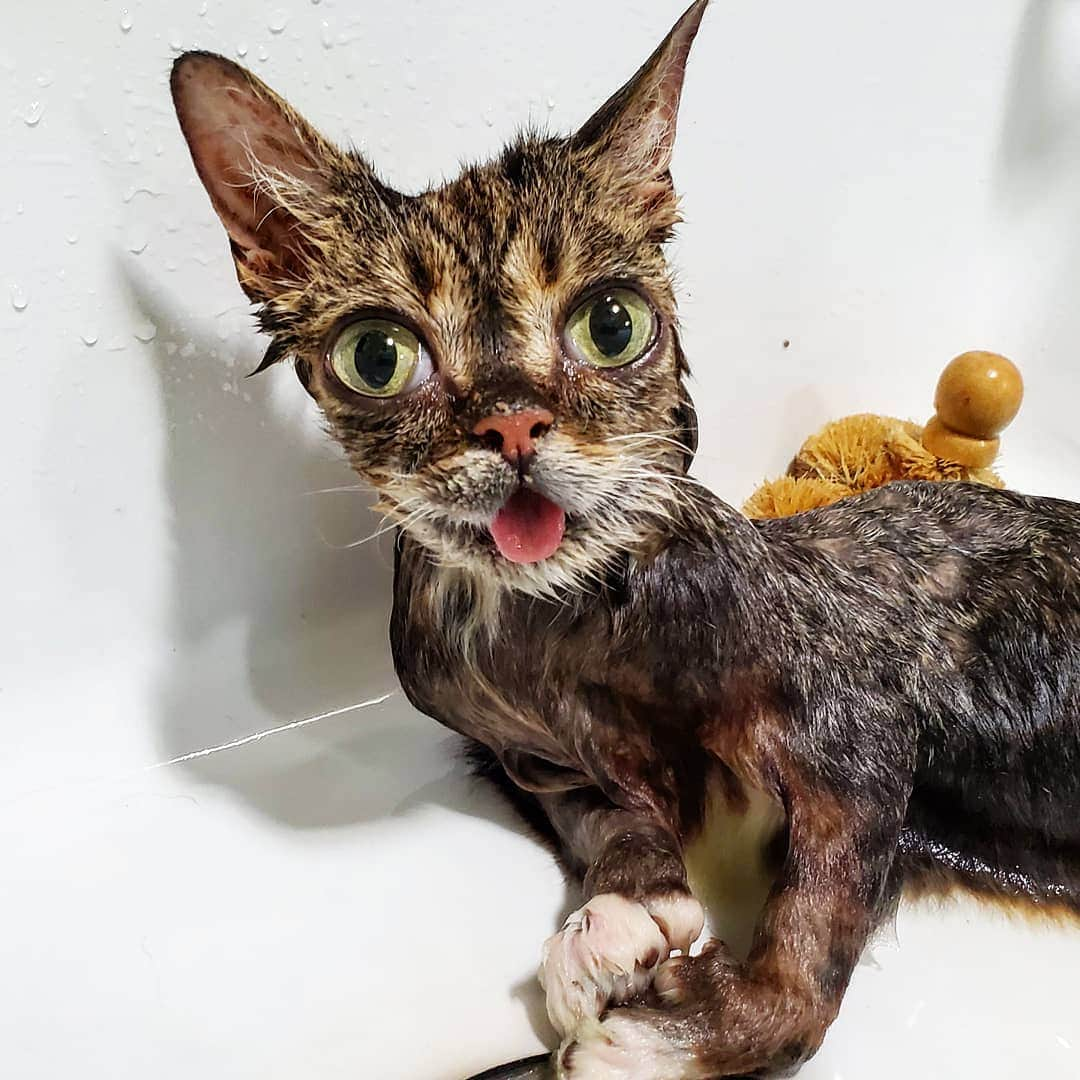 Lil BUBさんのインスタグラム写真 - (Lil BUBInstagram)「Somebubby had a bath. #bubath #lilbub」8月5日 3時53分 - iamlilbub