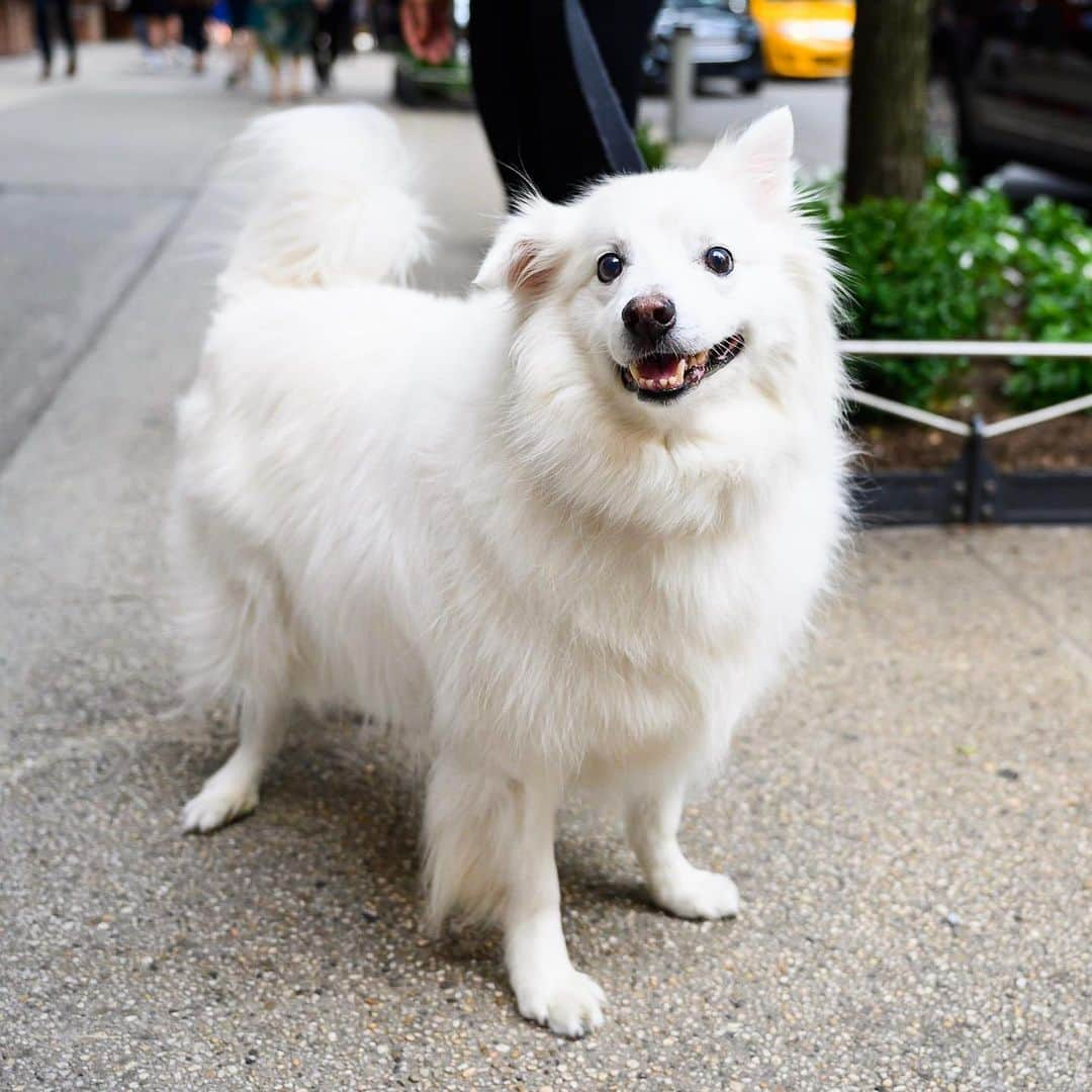 The Dogistさんのインスタグラム写真 - (The DogistInstagram)「Blizzard, American Eskimo Dog (12 y/o), 16th & 10th Ave., New York, NY • “He loves chicken and carrots.”」8月5日 4時40分 - thedogist