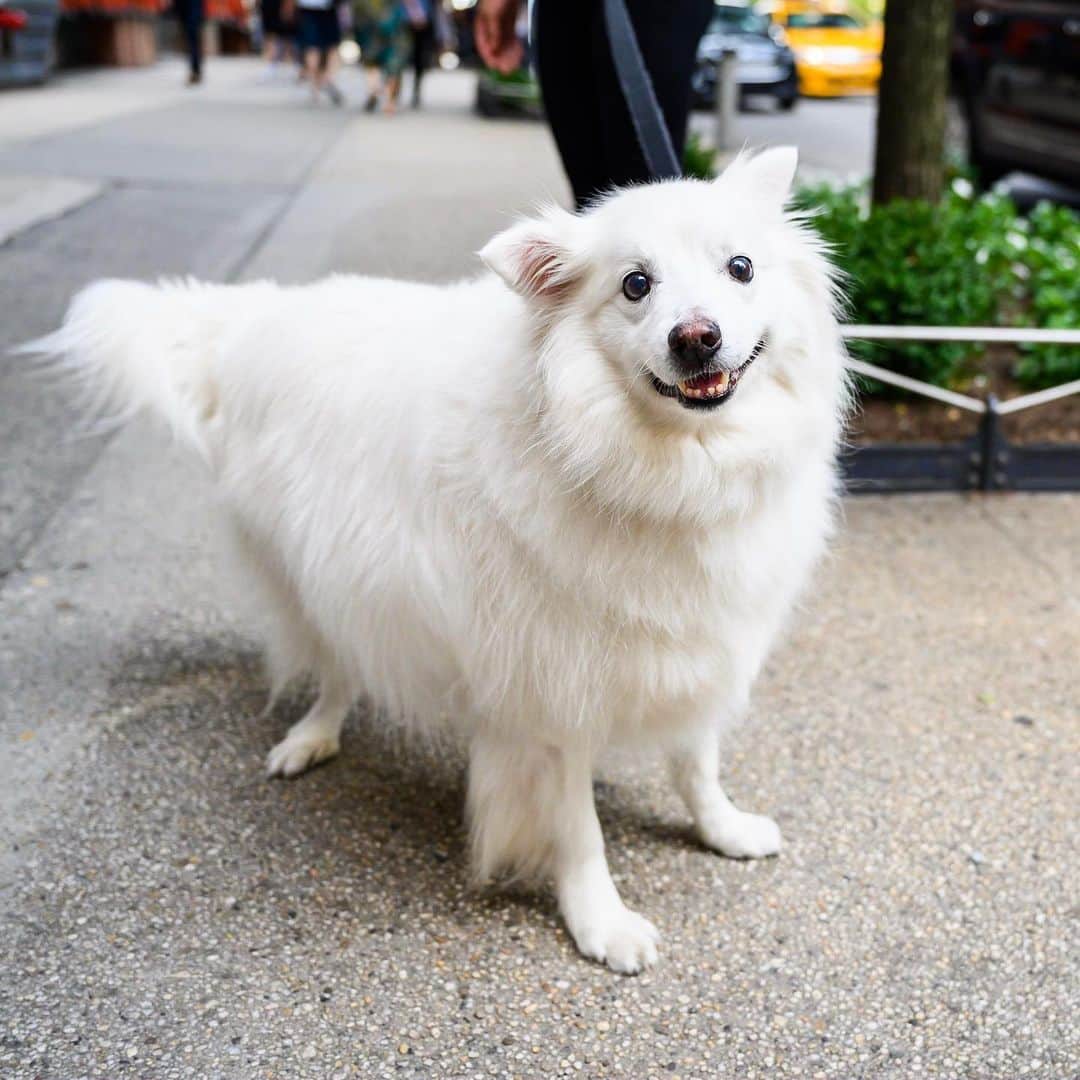 The Dogistさんのインスタグラム写真 - (The DogistInstagram)「Blizzard, American Eskimo Dog (12 y/o), 16th & 10th Ave., New York, NY • “He loves chicken and carrots.”」8月5日 4時40分 - thedogist