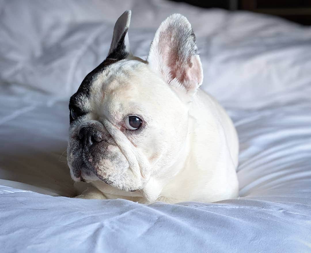 Manny The Frenchieのインスタグラム：「Oh I'm sorry, did you actually think I was going to move today?! 😏 #mood」