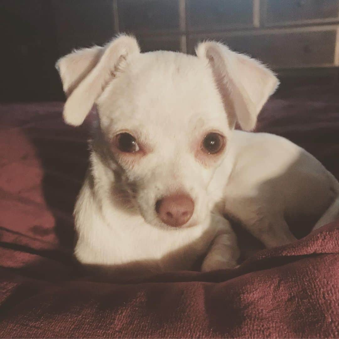 マーガレット・チョーさんのインスタグラム写真 - (マーガレット・チョーInstagram)「Lucia loves her blanket. #chihuahua #rescuedog #sunday #dogsofinstagram」8月5日 5時07分 - margaret_cho