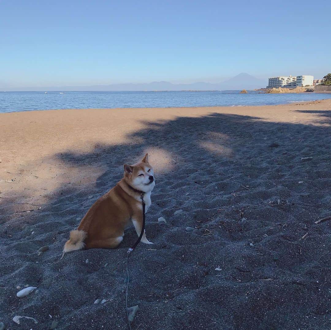 マル子さんのインスタグラム写真 - (マル子Instagram)「おはよー！ 夏休みでも平日はやはり人少なめな朝6時台。 日陰は風涼しく珍しく富士山🗻もおはよー！です。 #マル子  #柴犬  #shiba」8月5日 6時23分 - tomikago