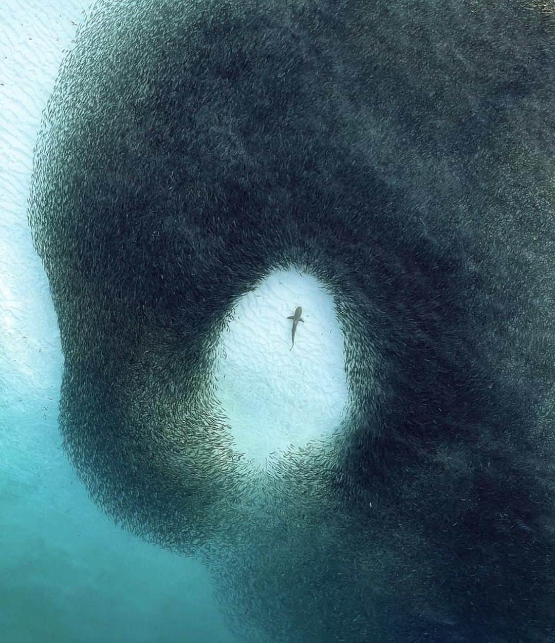Costa Sunglassesのインスタグラム：「Crowd control. 📷: @sujugasim #SeeWhatsOutThere #SharkWeek」