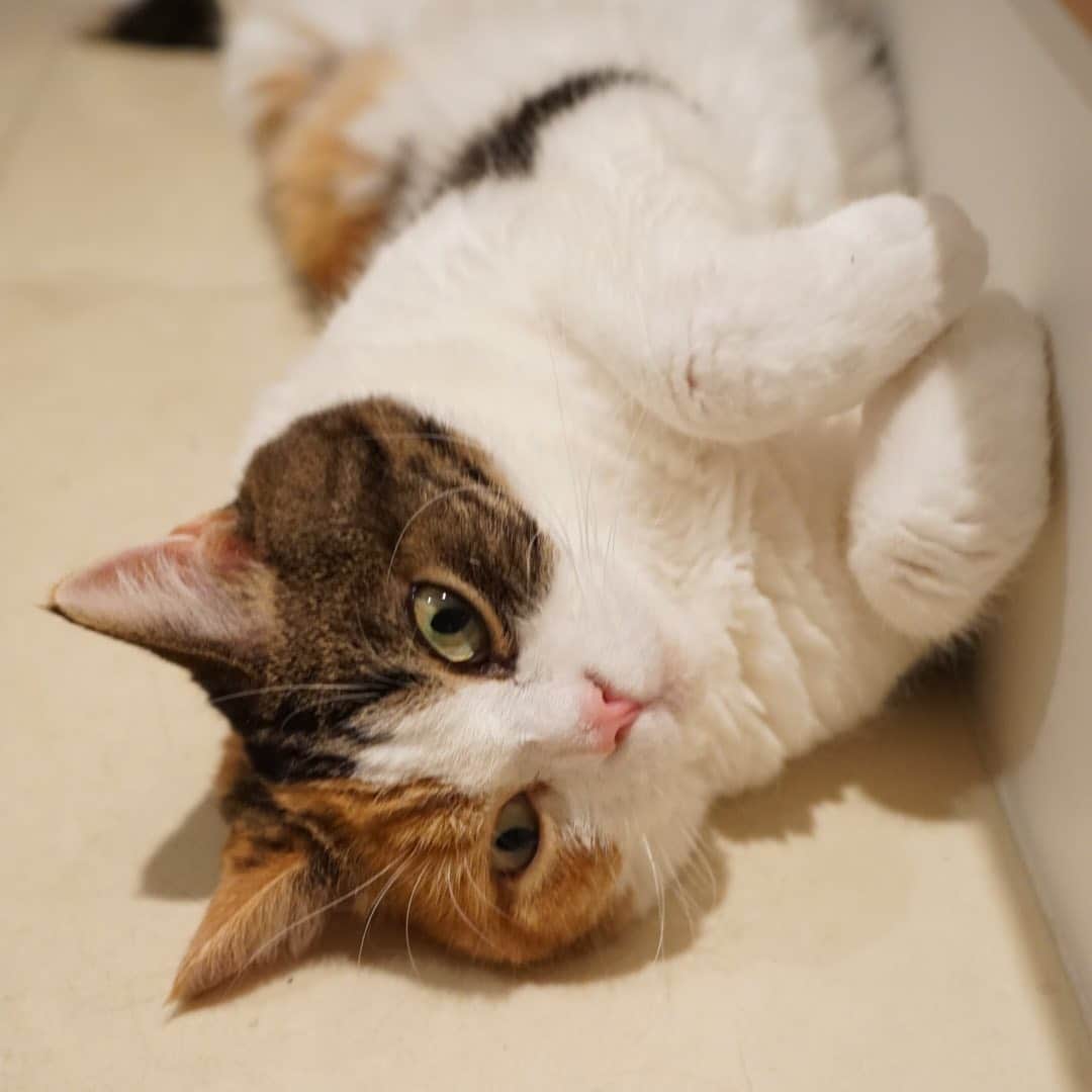 みかんのインスタグラム