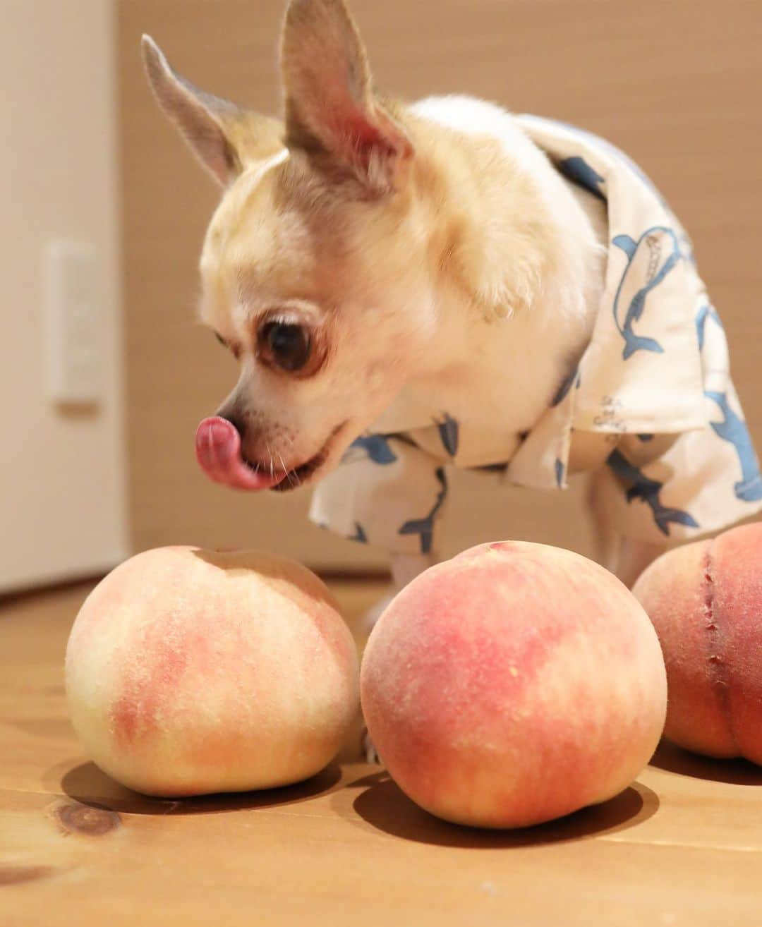 紋次郎さんのインスタグラム写真 - (紋次郎Instagram)「Do you like a peach🍑? 立派な桃を頂きました！ 甘い香りに紋次郎も我慢できないみたい😊 桃、大好きなんです。 ありがとうございました😊😊😊 #dog#dogstagram#instadog#chihuahua#barkbox#mydogiscutest#buzzfeed#dog_features#fluffypack#barkpack#dogsofinstaworld#dogsofinstagram#犬#チワワ#手作り#handmade#着物#fashion#紋次郎一家#チーム茶#ふわもこ部#igersjp#peco犬部#dogsofinstagram#dogfashion」8月5日 7時27分 - montjiro