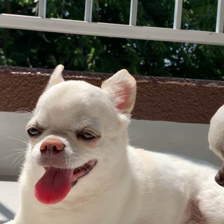 KORIKIのインスタグラム：「おはようございます♪ * #暑い #😝 #dogofsapporo #dog, #dogs, #dogstagram,#chihuahua,#犬バカ部,#チワワ,#koriki, #hanadog #白スムチ連合会, #スムチー,  #dogofthedayjp, #dogoftheday  #ilovemydog #instadog #instapet #WhiteChihuahua  #吉娃娃 #치와와  #dogsofinstagram #Chihuahualover  #チワワの輪 #barkbox #WhiteChihuahuaParty #もふもふモフモフ」