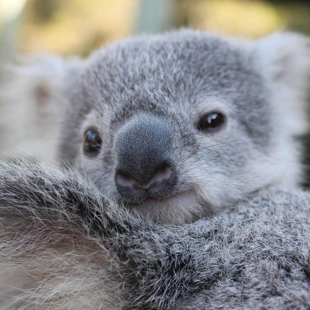 Australiaさんのインスタグラム写真 - (AustraliaInstagram)「Meet Australia’s Cutest Koala Joey of the Year™ - Tallow from @paradisecountrygc. 🐨👑 As the 50th #koala joey born in this @queensland wildlife park, this brown-eyed girl has already stolen many hearts. You can visit this cutie with a 25-minute drive from @destinationgoldcoast, where her neighbours are equally adorable - Think wombats, kangaroos, dingoes and farm animals! Book a ‘koala encounter’ for an exclusive behind-the-scenes tour to meet one of Tallow’s friends and get a koalaty cuddle.  #seeaustralia #thisisqueensland #wearegoldcoast #travel #wildlifephotography #weeklyfluff」8月5日 7時51分 - australia