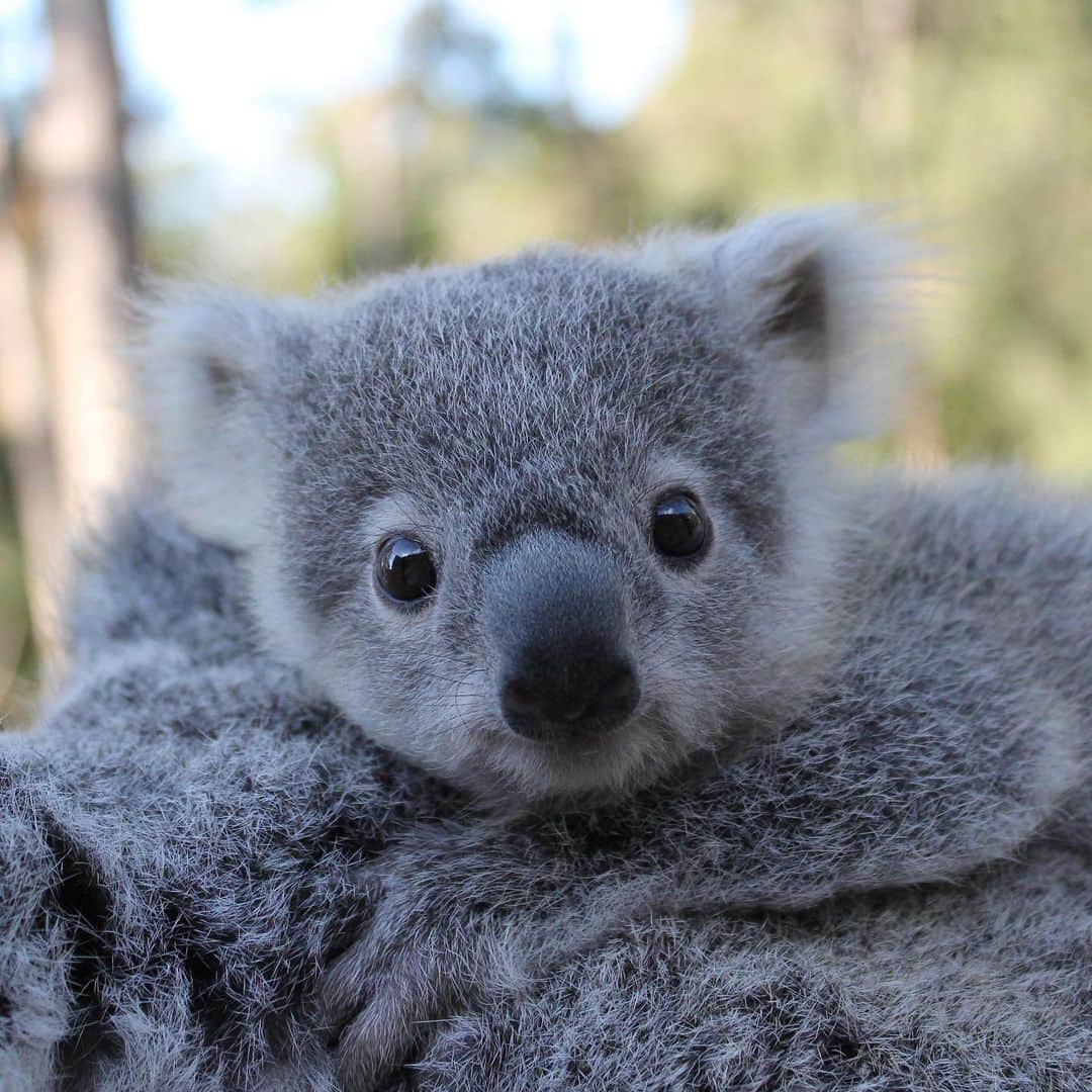 Australiaさんのインスタグラム写真 - (AustraliaInstagram)「Meet Australia’s Cutest Koala Joey of the Year™ - Tallow from @paradisecountrygc. 🐨👑 As the 50th #koala joey born in this @queensland wildlife park, this brown-eyed girl has already stolen many hearts. You can visit this cutie with a 25-minute drive from @destinationgoldcoast, where her neighbours are equally adorable - Think wombats, kangaroos, dingoes and farm animals! Book a ‘koala encounter’ for an exclusive behind-the-scenes tour to meet one of Tallow’s friends and get a koalaty cuddle.  #seeaustralia #thisisqueensland #wearegoldcoast #travel #wildlifephotography #weeklyfluff」8月5日 7時51分 - australia