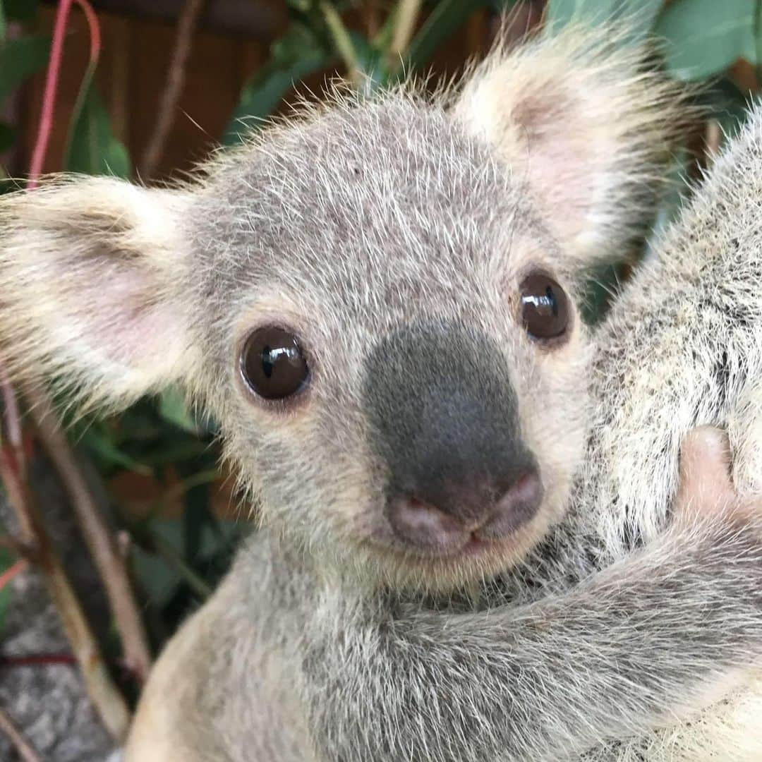 Australiaのインスタグラム