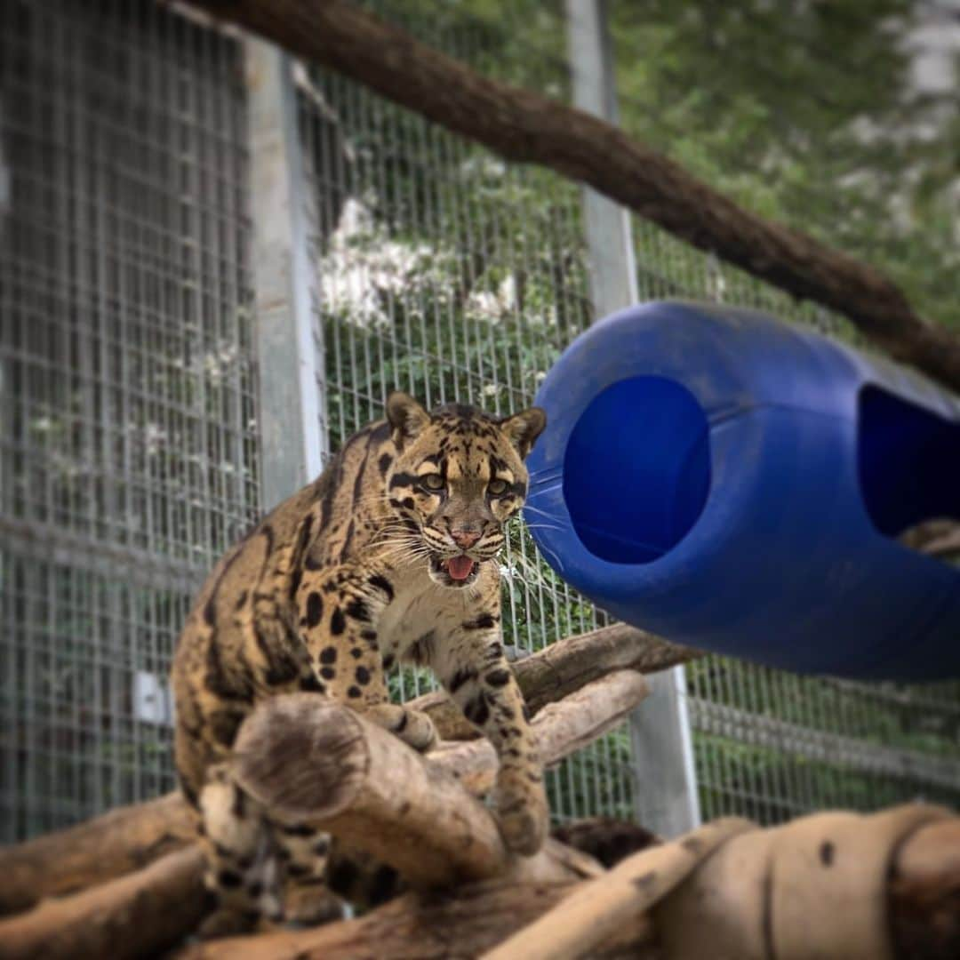 スミソニアン国立動物園さんのインスタグラム写真 - (スミソニアン国立動物園Instagram)「Happy #CloudedLeopardDay! Clouded leopards are native to Asia and are vulnerable to extinction due to poaching and habitat loss. Their canines are longer in proportion to their skull size than those of any other wild cat. At the Smithsonian Conservation Biology Institute we study clouded leopards to help create a self-sustaining population in human care. #WeSaveSpecies」8月5日 7時48分 - smithsonianzoo