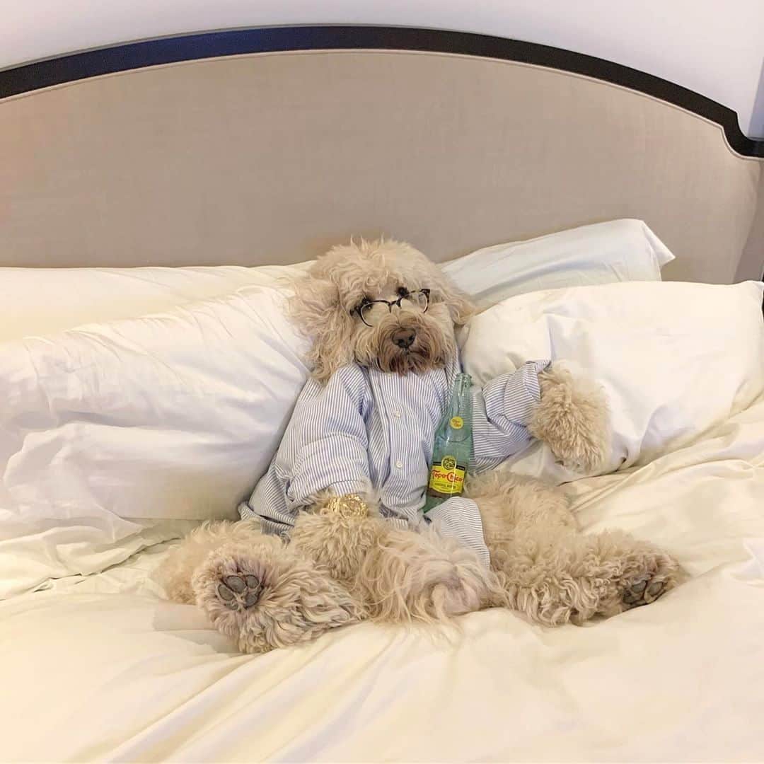 Warby Parkerのインスタグラム：「Caption this 😂👇 We'll send some surprise treats to a few of our favorites! (Photo by @georgiethetravelingdoodle.)」