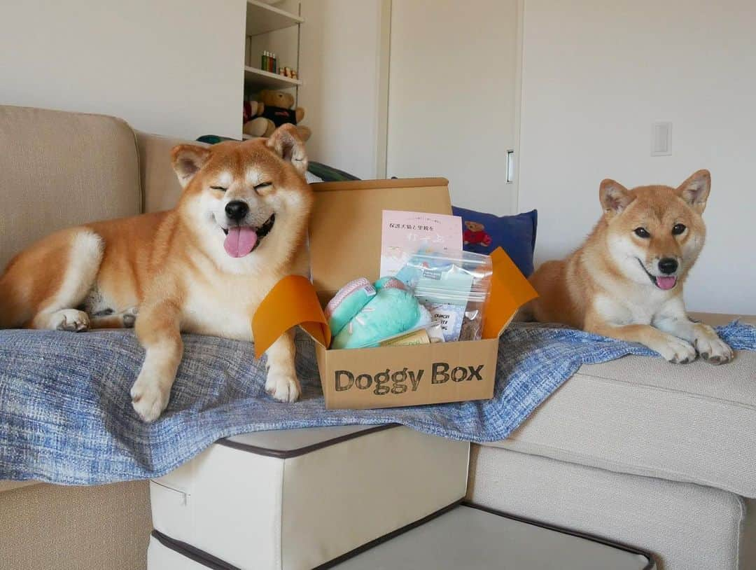 shibainu berryさんのインスタグラム写真 - (shibainu berryInstagram)「New toy🐻🦊🎶 ドギーボックス @doggybox_jp 届いたよ〜🐻🦊🎶 #doggybox #ドギボ #❤️迷子犬の掲示板スタッフ @maigo_dog  #❤️迷子犬の掲示板四国 @maigo_dog_shikoku #めざせ迷子犬ゼロ👌 #柴犬 #べりやん #べりむく #多頭飼い #berry #shiba #shibainu  #shibainumania #shibastagram #instashiba #ぷにっと部 #口角キュキュッと部  #チーム俺様 →部員絶賛募集中 #shiba_snap #proudshibas #west_dog_japan #サンデイ #instagramjapan #ふわもこ部 #pecoいぬ部 #pecotv #buzzfeedanimals #dogsofinstagram #dogsofinstaworld」8月5日 8時09分 - shibainu.berry