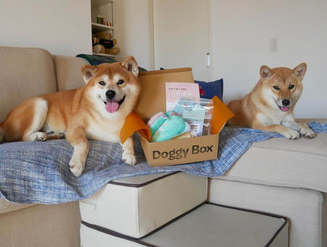 shibainu berryさんのインスタグラム写真 - (shibainu berryInstagram)「New toy🐻🦊🎶 ドギーボックス @doggybox_jp 届いたよ〜🐻🦊🎶 #doggybox #ドギボ #❤️迷子犬の掲示板スタッフ @maigo_dog  #❤️迷子犬の掲示板四国 @maigo_dog_shikoku #めざせ迷子犬ゼロ👌 #柴犬 #べりやん #べりむく #多頭飼い #berry #shiba #shibainu  #shibainumania #shibastagram #instashiba #ぷにっと部 #口角キュキュッと部  #チーム俺様 →部員絶賛募集中 #shiba_snap #proudshibas #west_dog_japan #サンデイ #instagramjapan #ふわもこ部 #pecoいぬ部 #pecotv #buzzfeedanimals #dogsofinstagram #dogsofinstaworld」8月5日 8時09分 - shibainu.berry