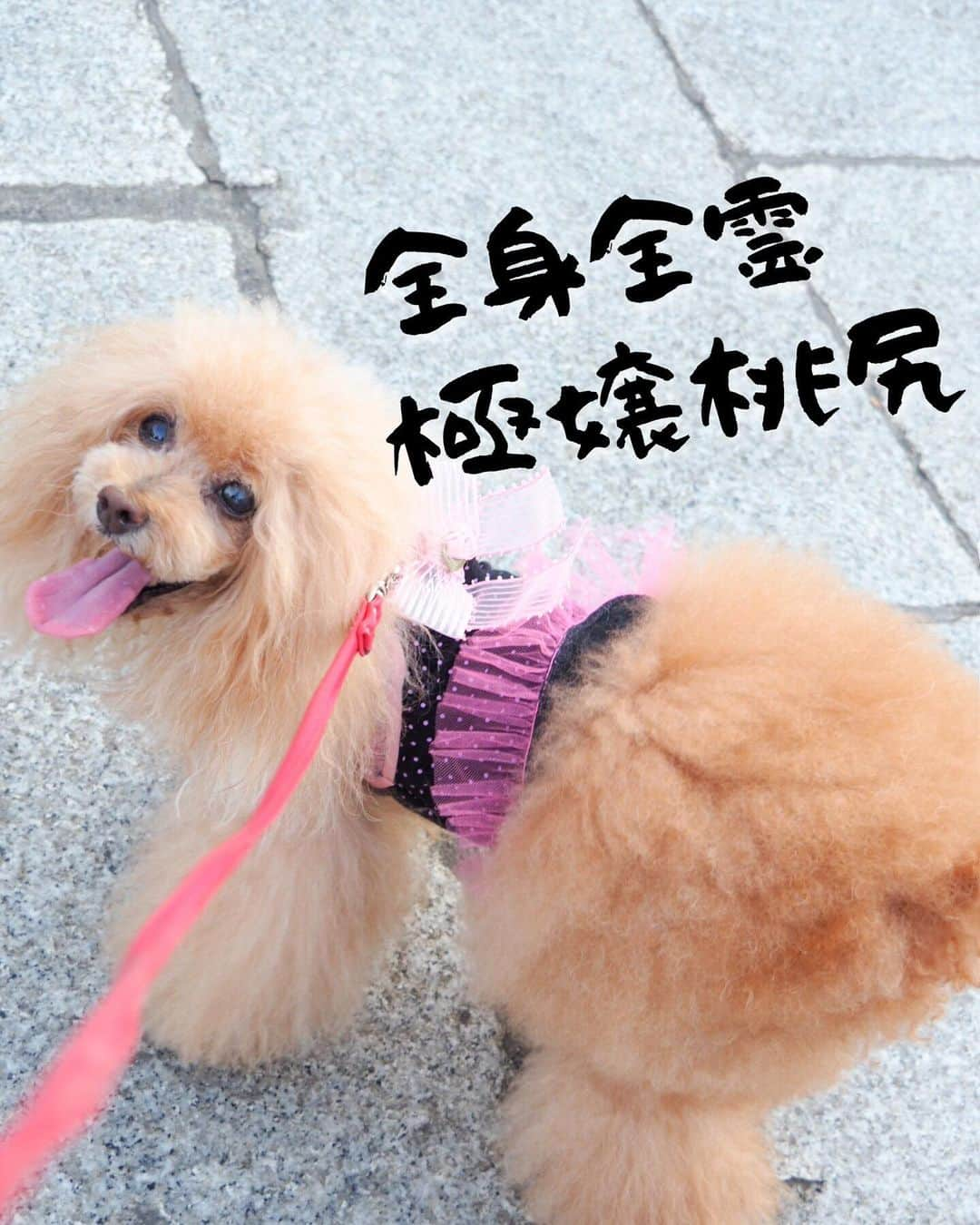 Toypoodle Mikuru?Asakusa Tokyoのインスタグラム